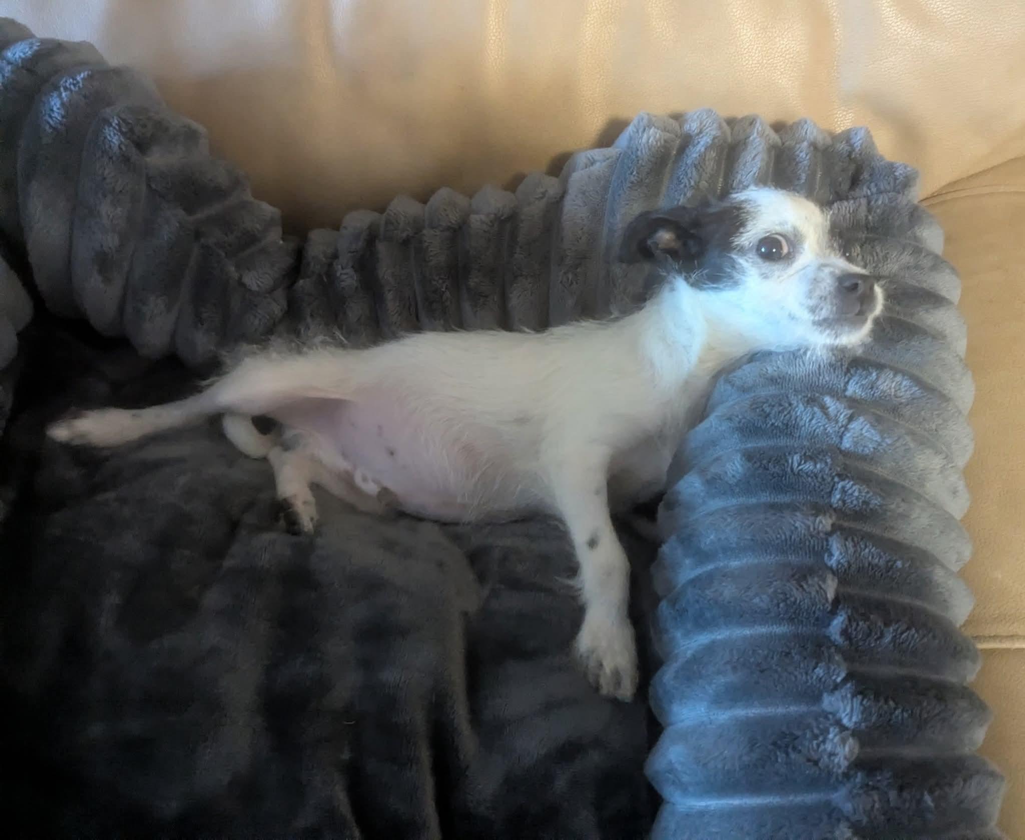 Enlarge Pipps, a Adoptable mixed breed in Oakland, CA image 6/6