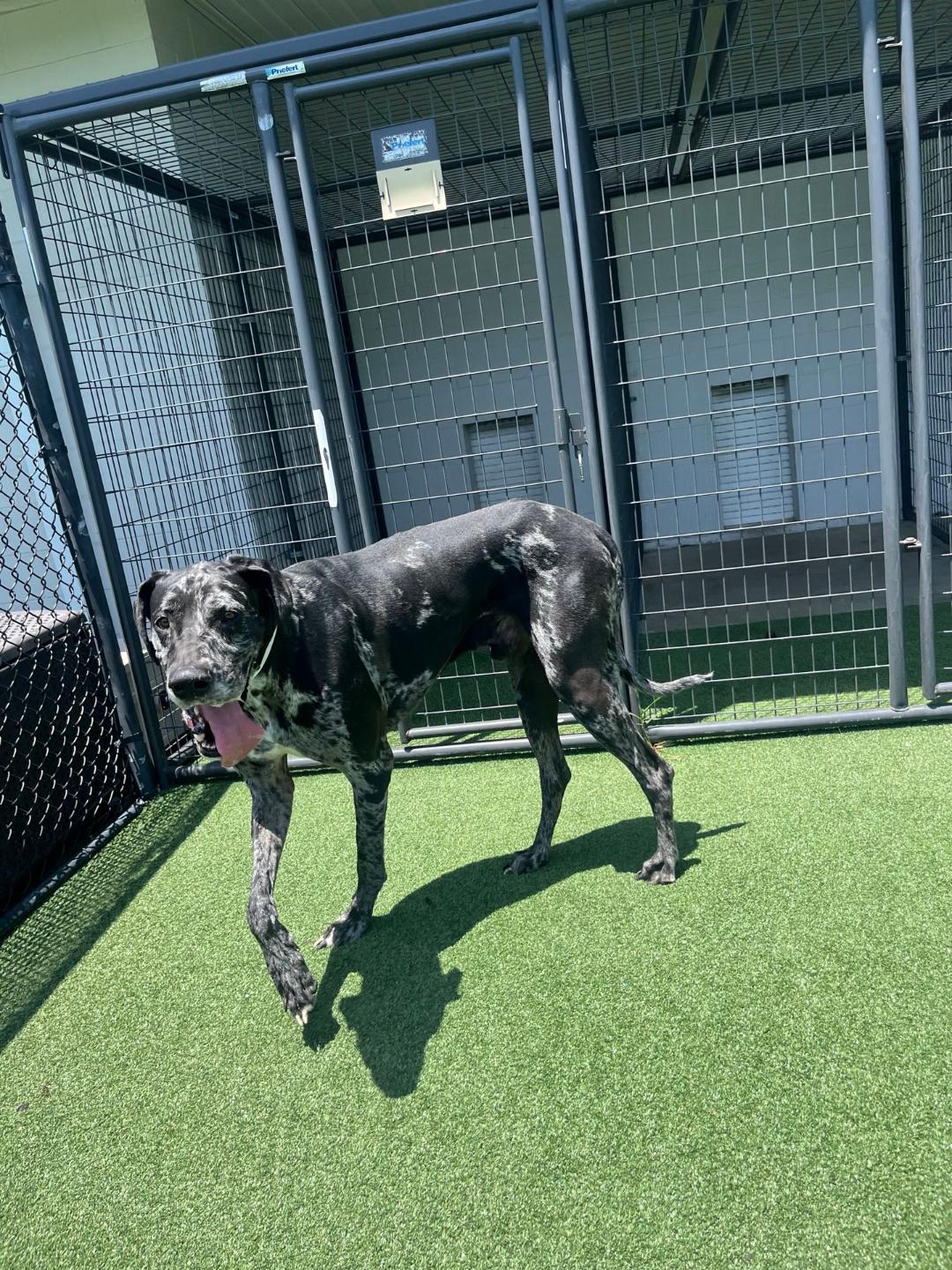 Cerbervus, a ADOPTABLE Great Dane in Houston, TX image 4/6