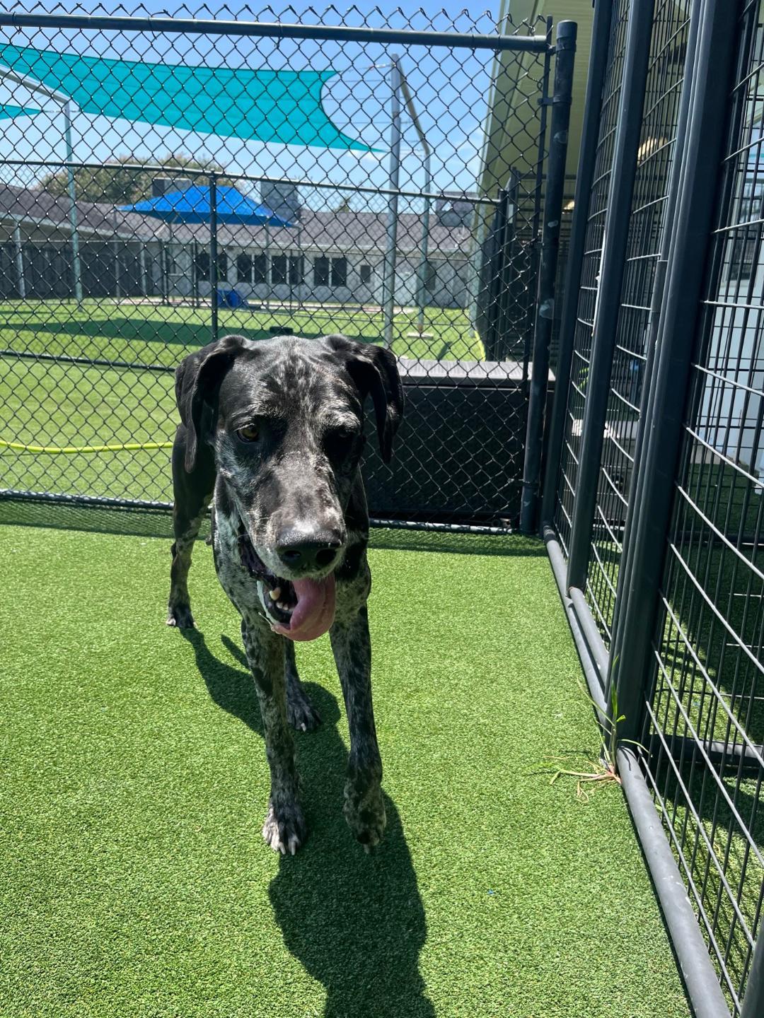 Cerbervus, a ADOPTABLE Great Dane in Houston, TX image 3/6