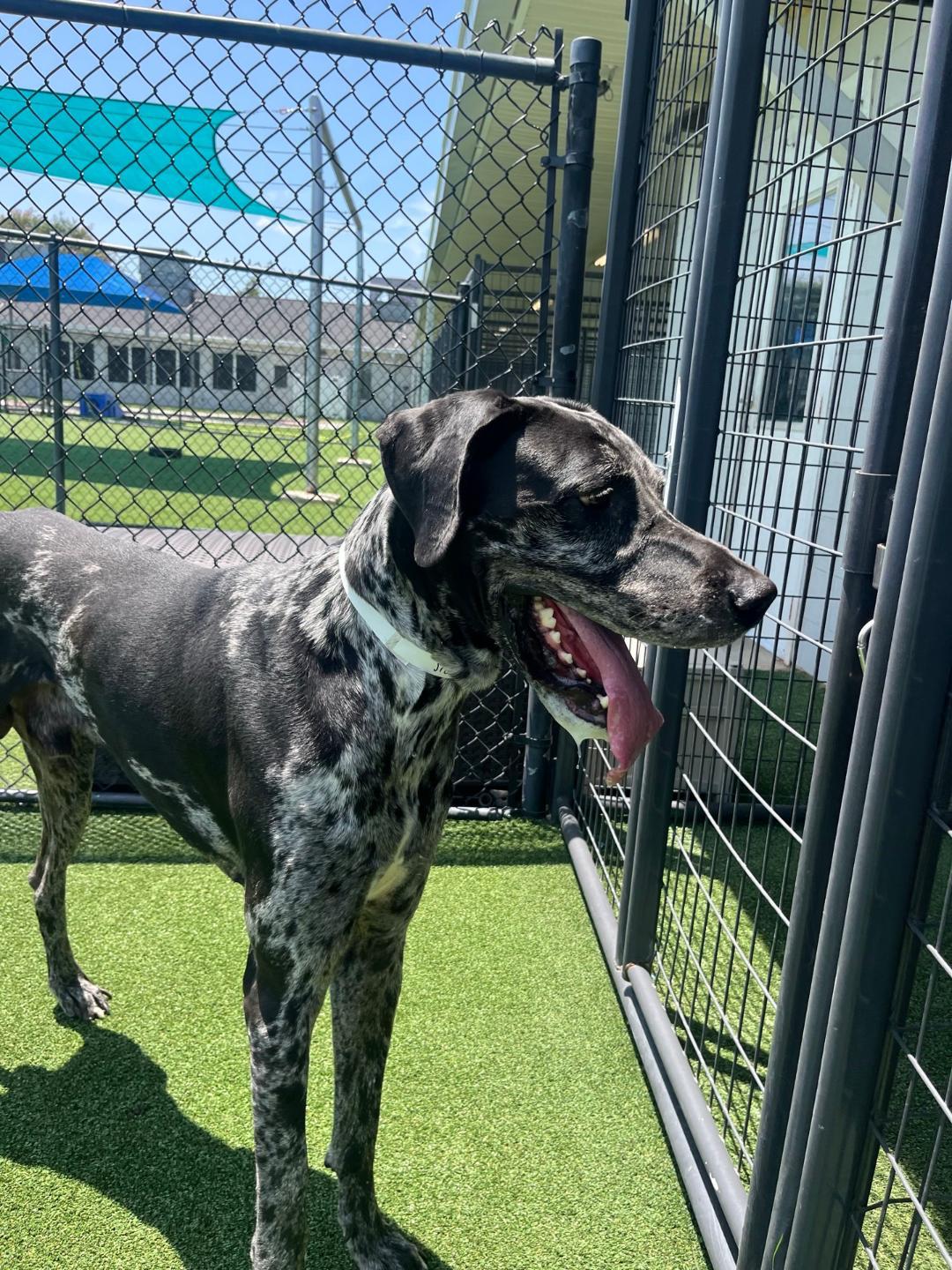 Cerbervus, ADOPTABLE, Adult Male Great Dane.
