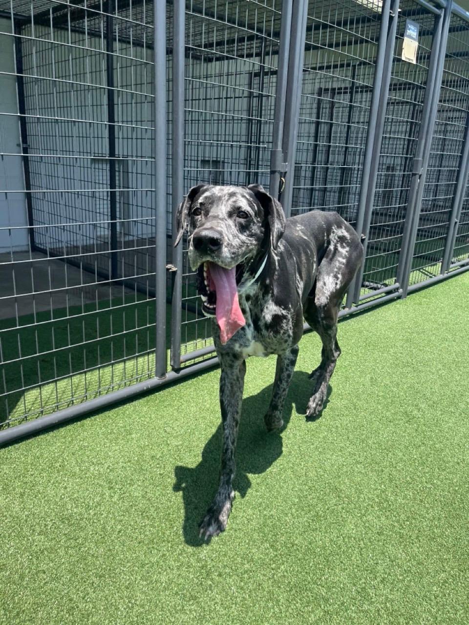 Cerbervus, a ADOPTABLE Great Dane in Houston, TX image 2/6