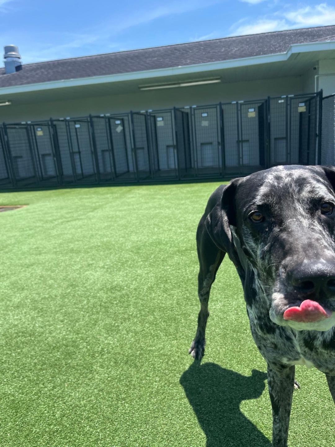 Cerbervus, a ADOPTABLE Great Dane in Houston, TX image 6/6