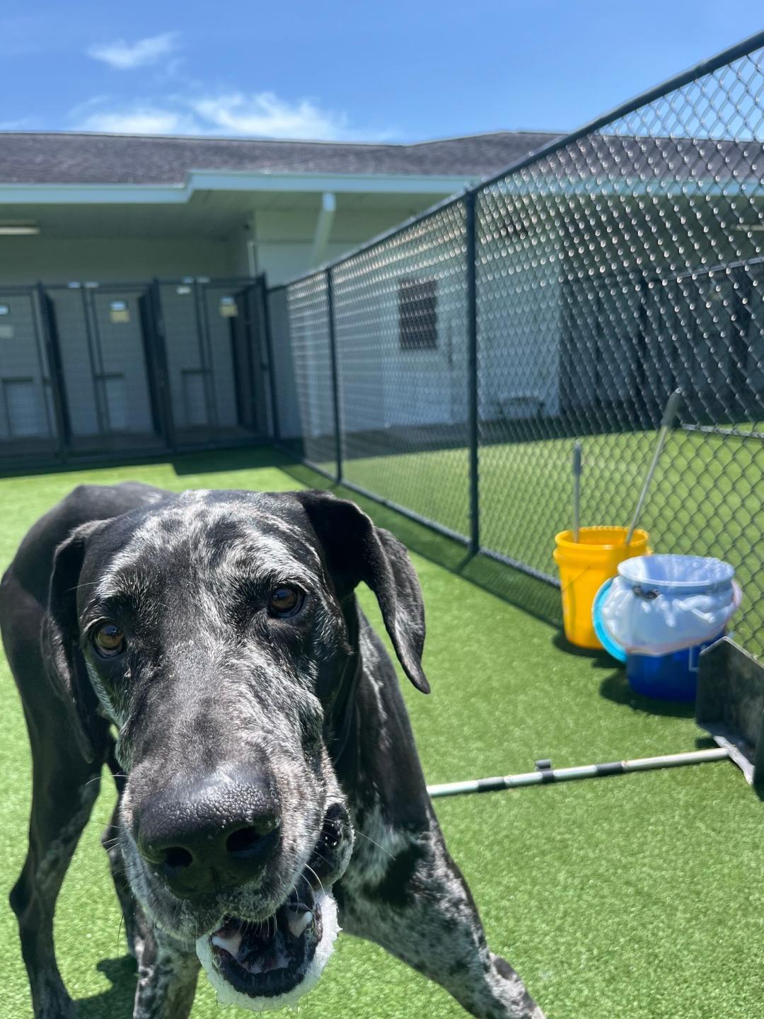 Cerbervus, a ADOPTABLE Great Dane in Houston, TX image 5/6