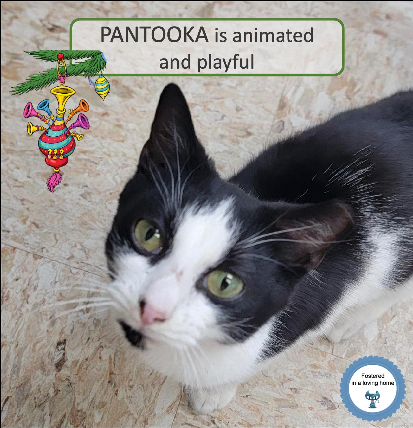 Pantooka, ADOPTABLE, Young Male Domestic Short Hair.