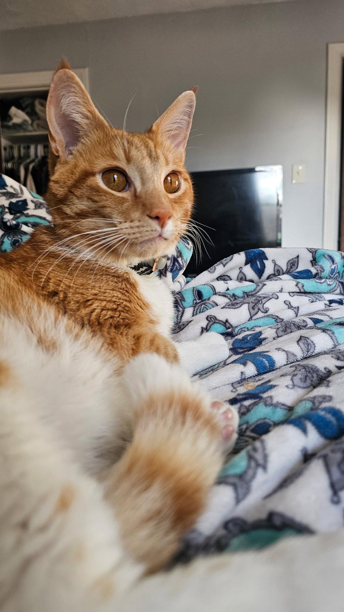 Xzylo, Adoptable, Adult Male Domestic Short Hair.