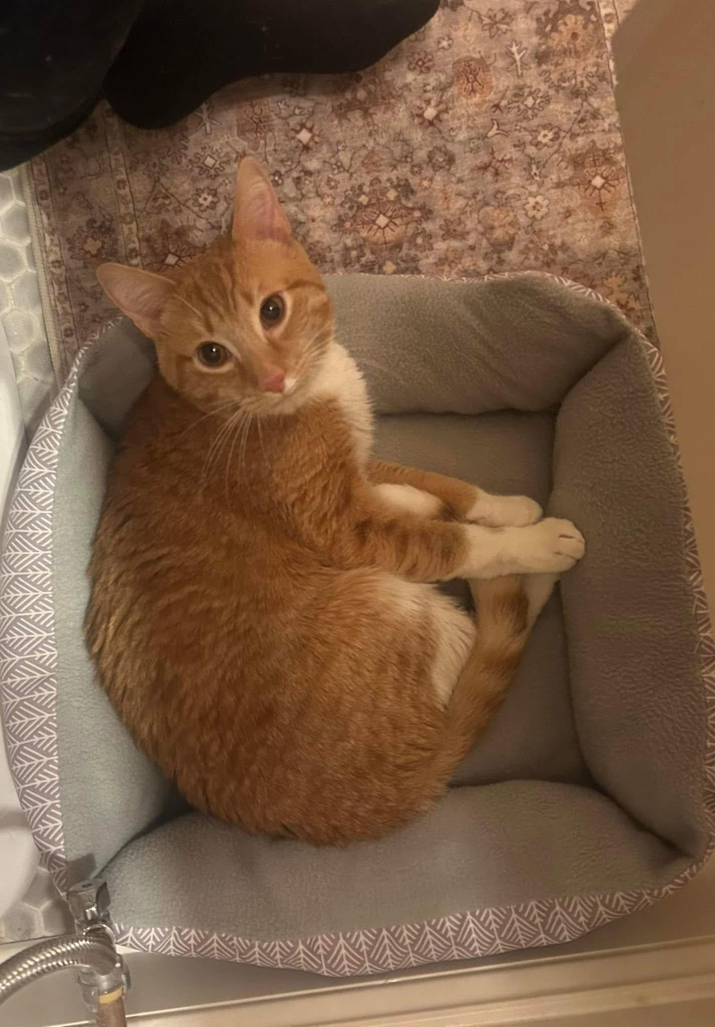 Enlarge Xzylo, a Adoptable Domestic Short Hair in Tonawanda, NY image 2/3