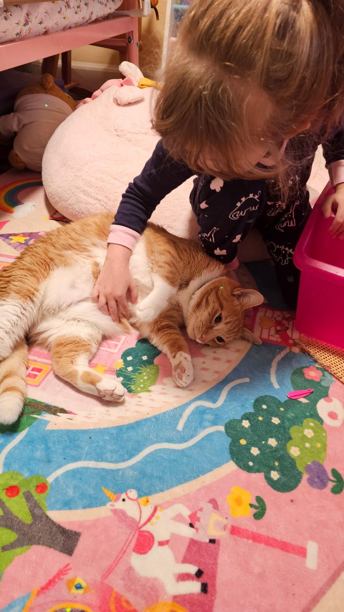 Enlarge Xzylo, a Adoptable Domestic Short Hair in Tonawanda, NY image 3/3