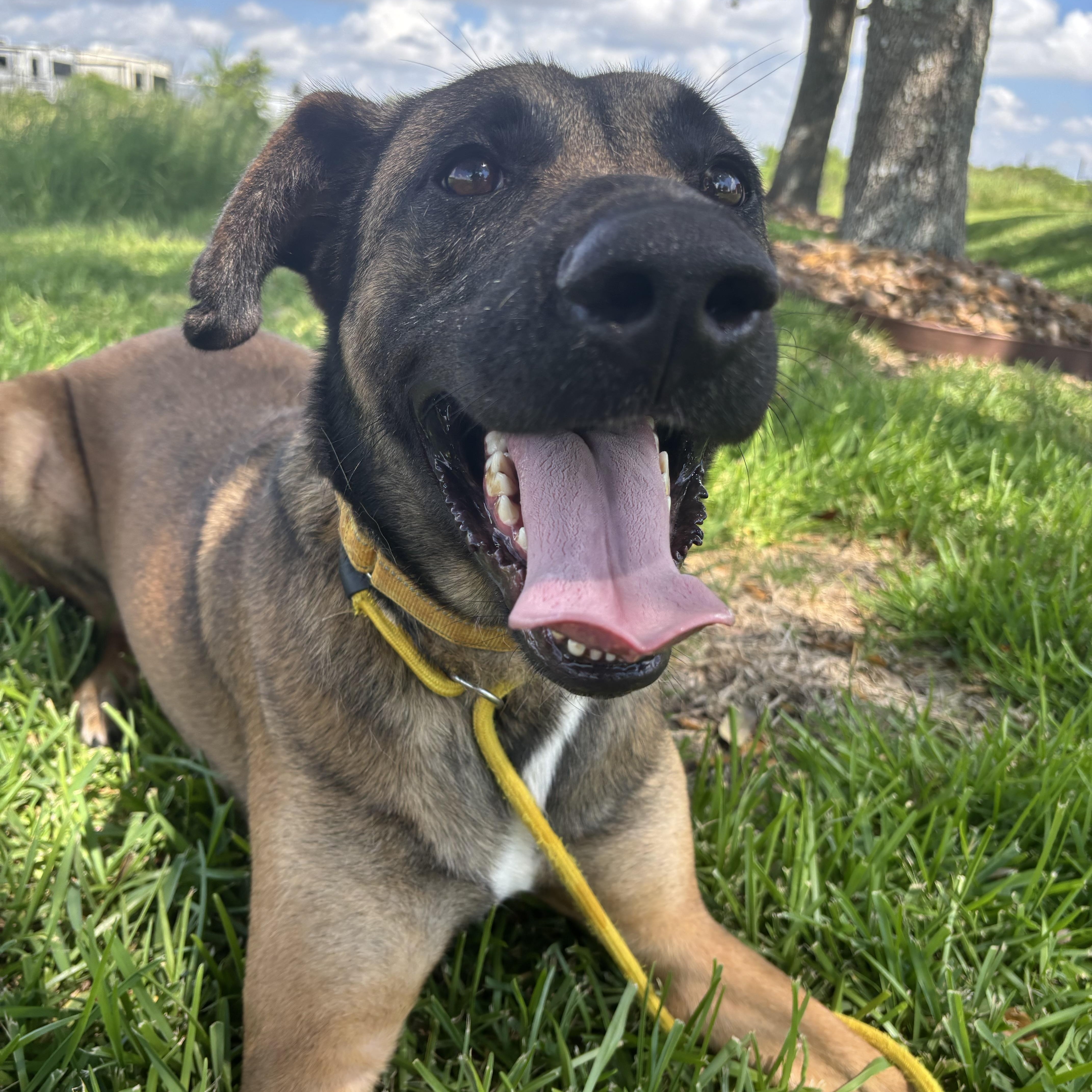 Enlarge Raider, a Adoptable mixed breed in Danbury, CT image 1/5