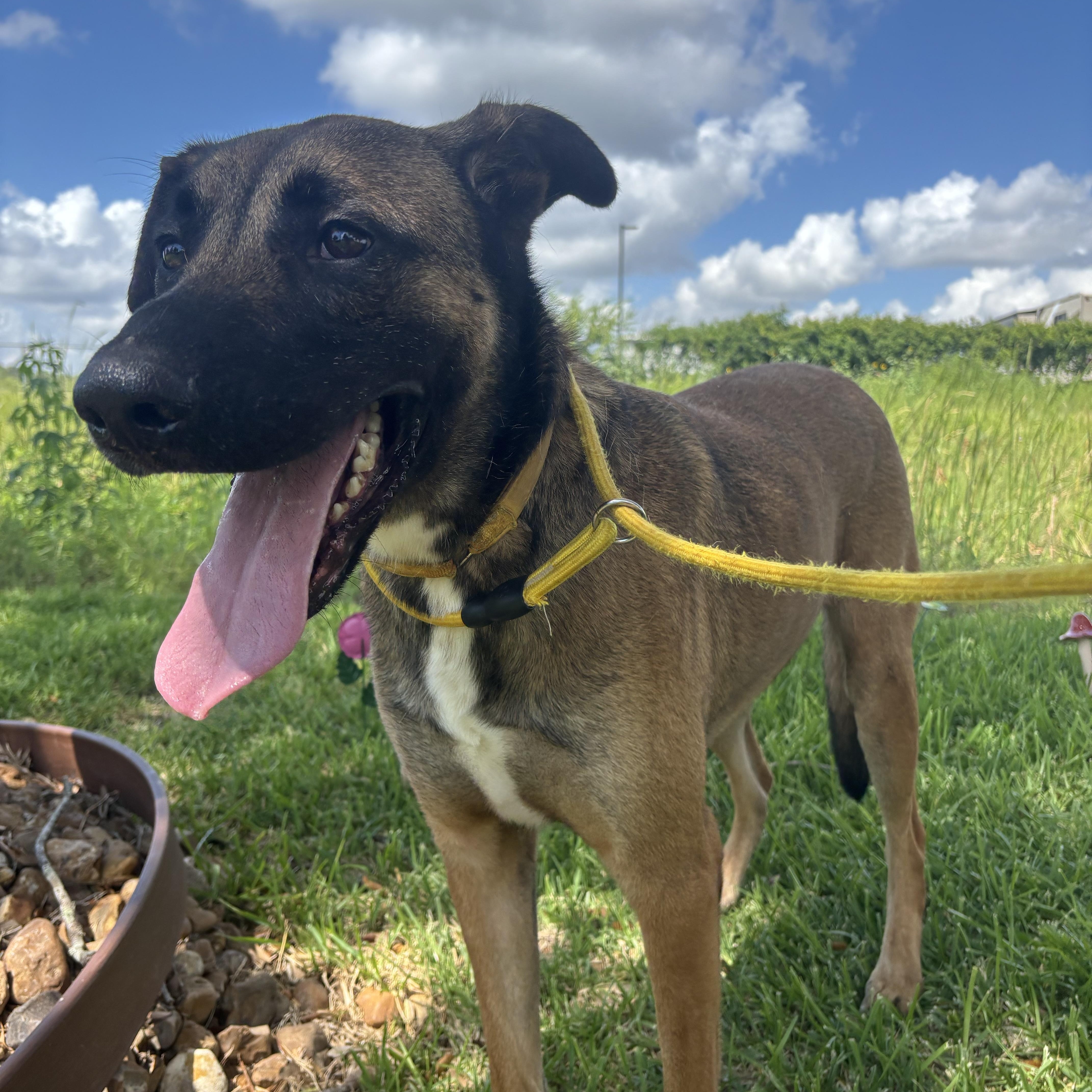 Enlarge Raider, a Adoptable mixed breed in Danbury, CT image 4/5