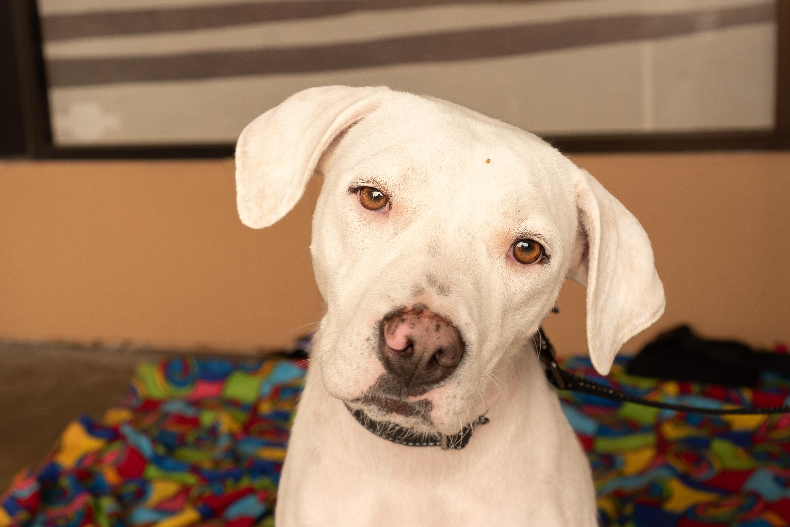 Ava, a ADOPTABLE mixed breed in Minneapolis, MN image 6/6