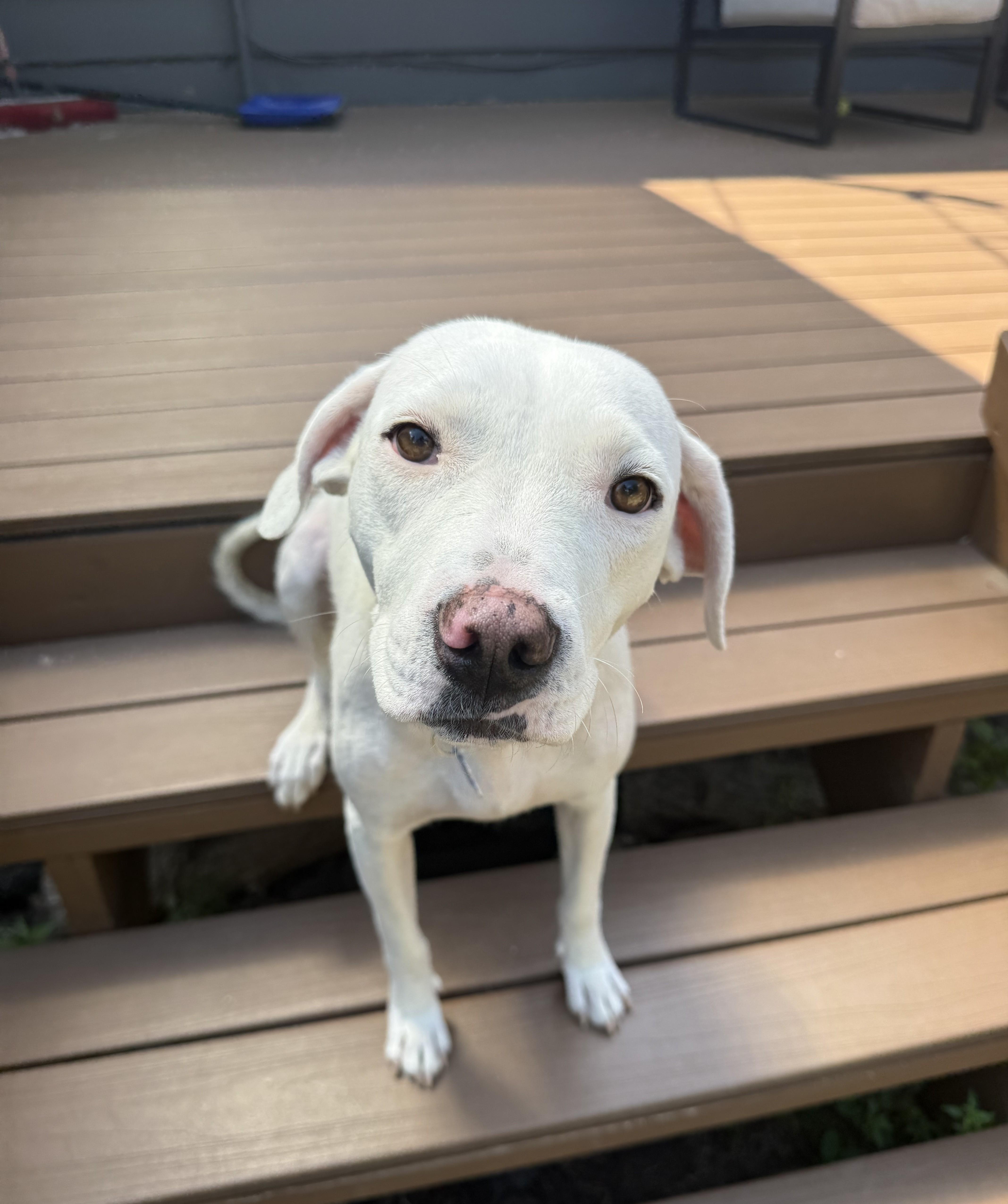 Ava, a ADOPTABLE mixed breed in Minneapolis, MN image 3/6