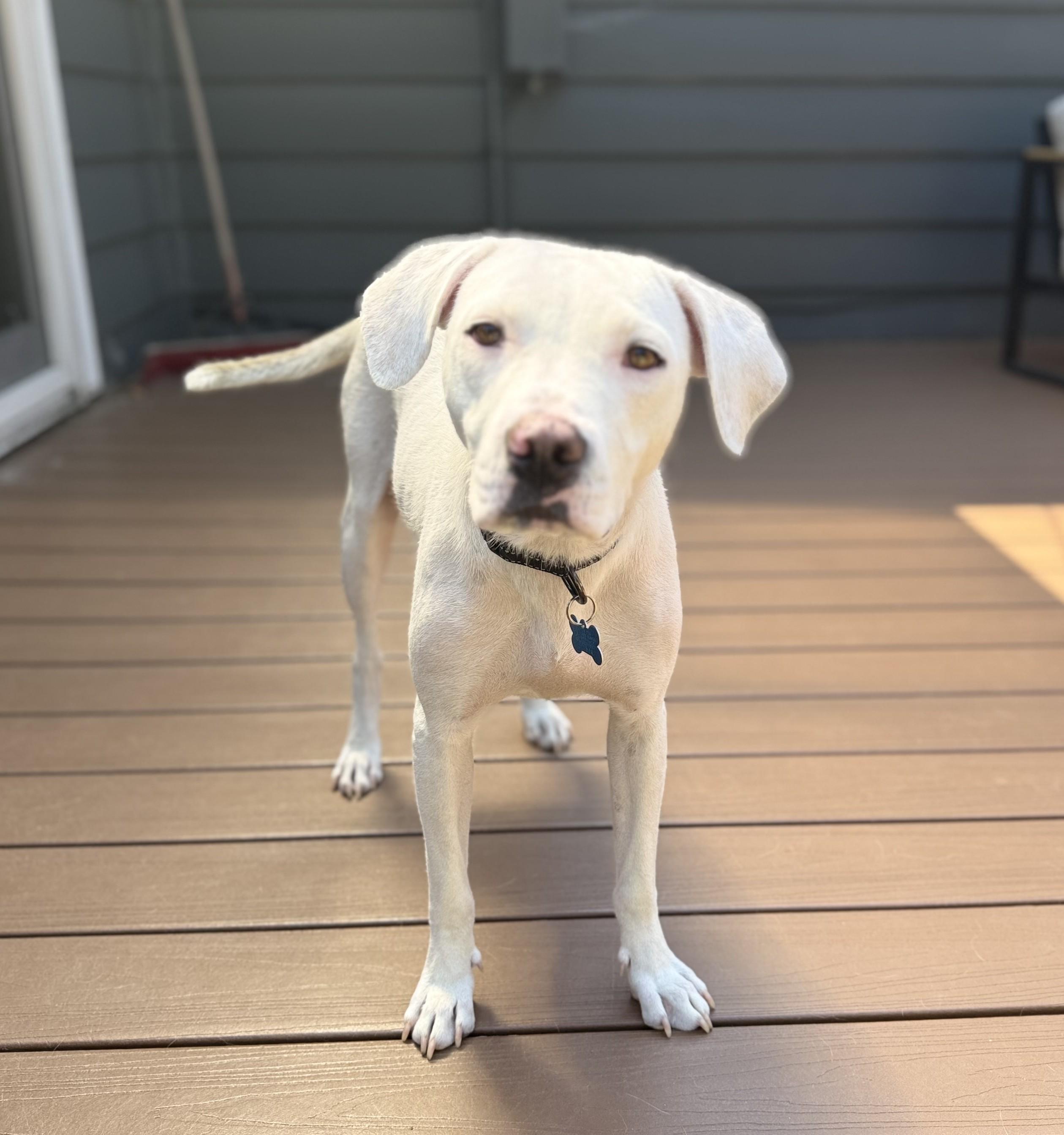 Ava, ADOPTABLE, Young Female Pit Bull Terrier & Hound.