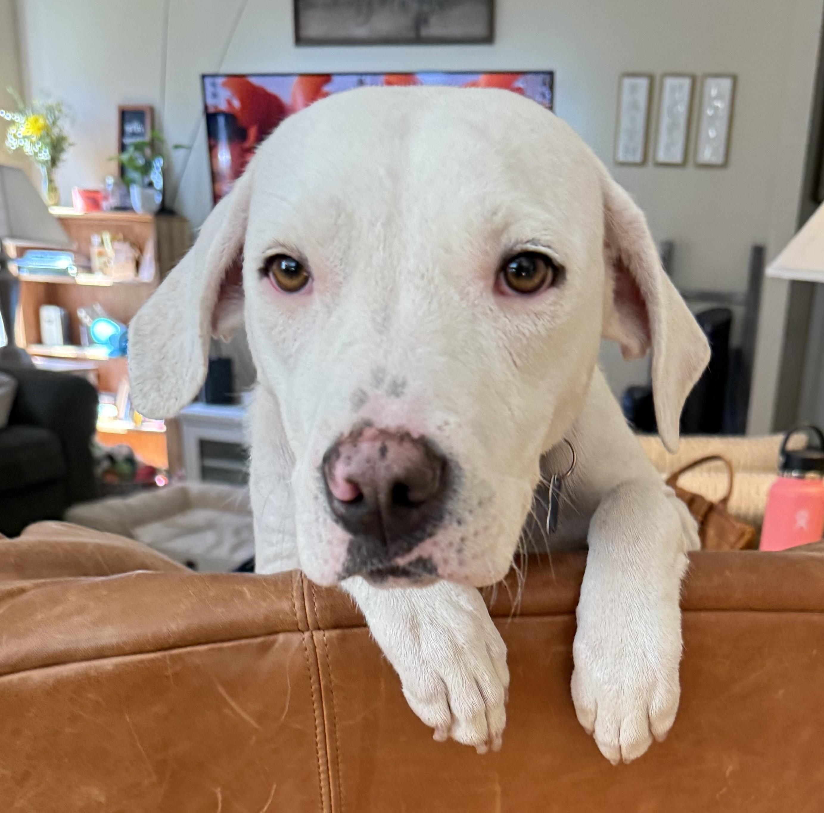 Ava, a ADOPTABLE mixed breed in Minneapolis, MN image 5/6