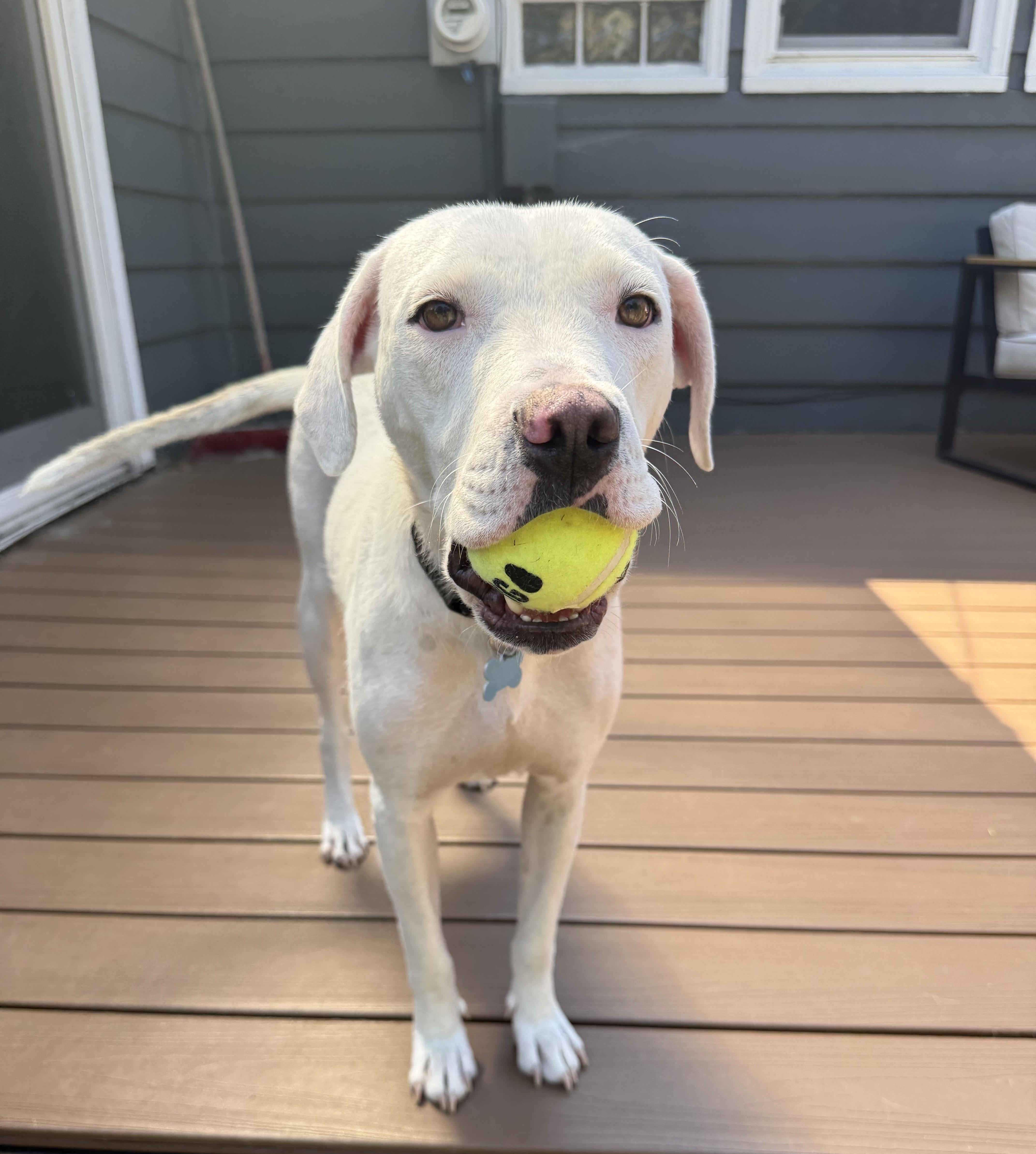 Ava, a ADOPTABLE mixed breed in Minneapolis, MN image 2/6