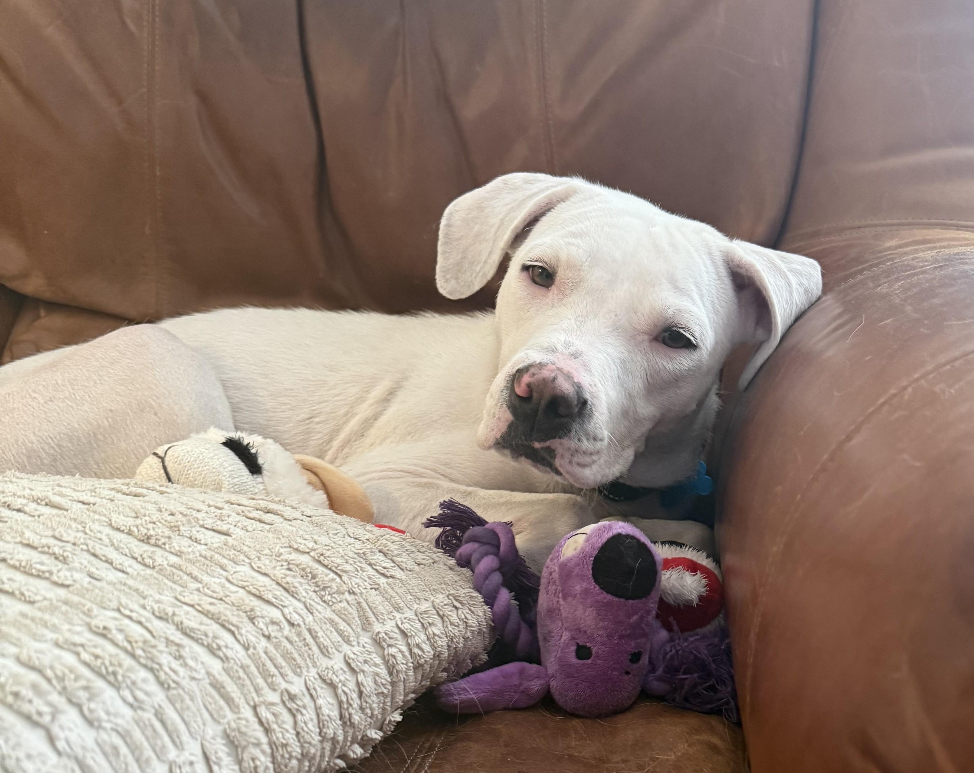 Ava, a ADOPTABLE mixed breed in Minneapolis, MN image 4/6