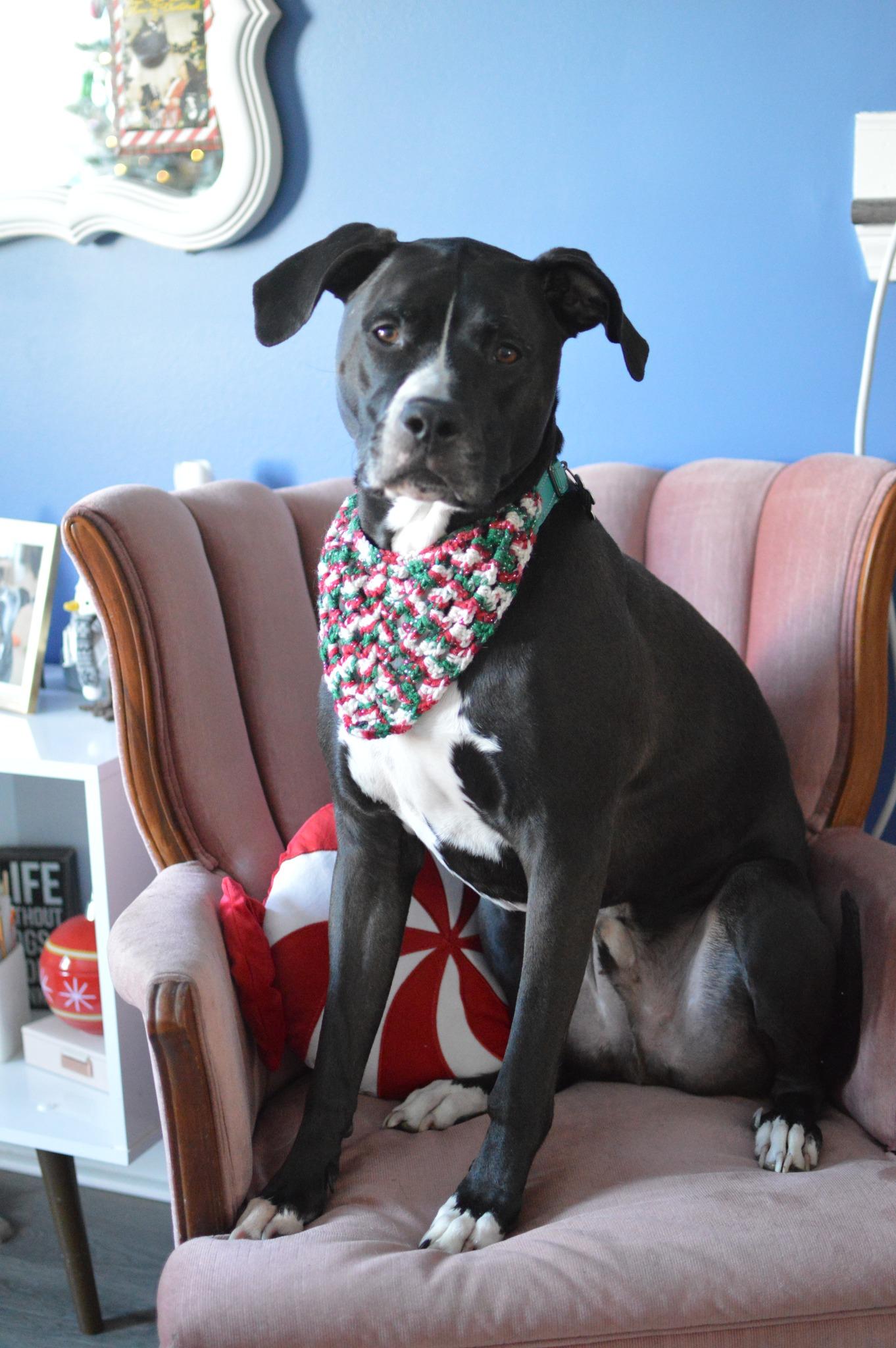 Enlarge Coal, a Adoptable mixed breed in Palatine, IL image 3/6