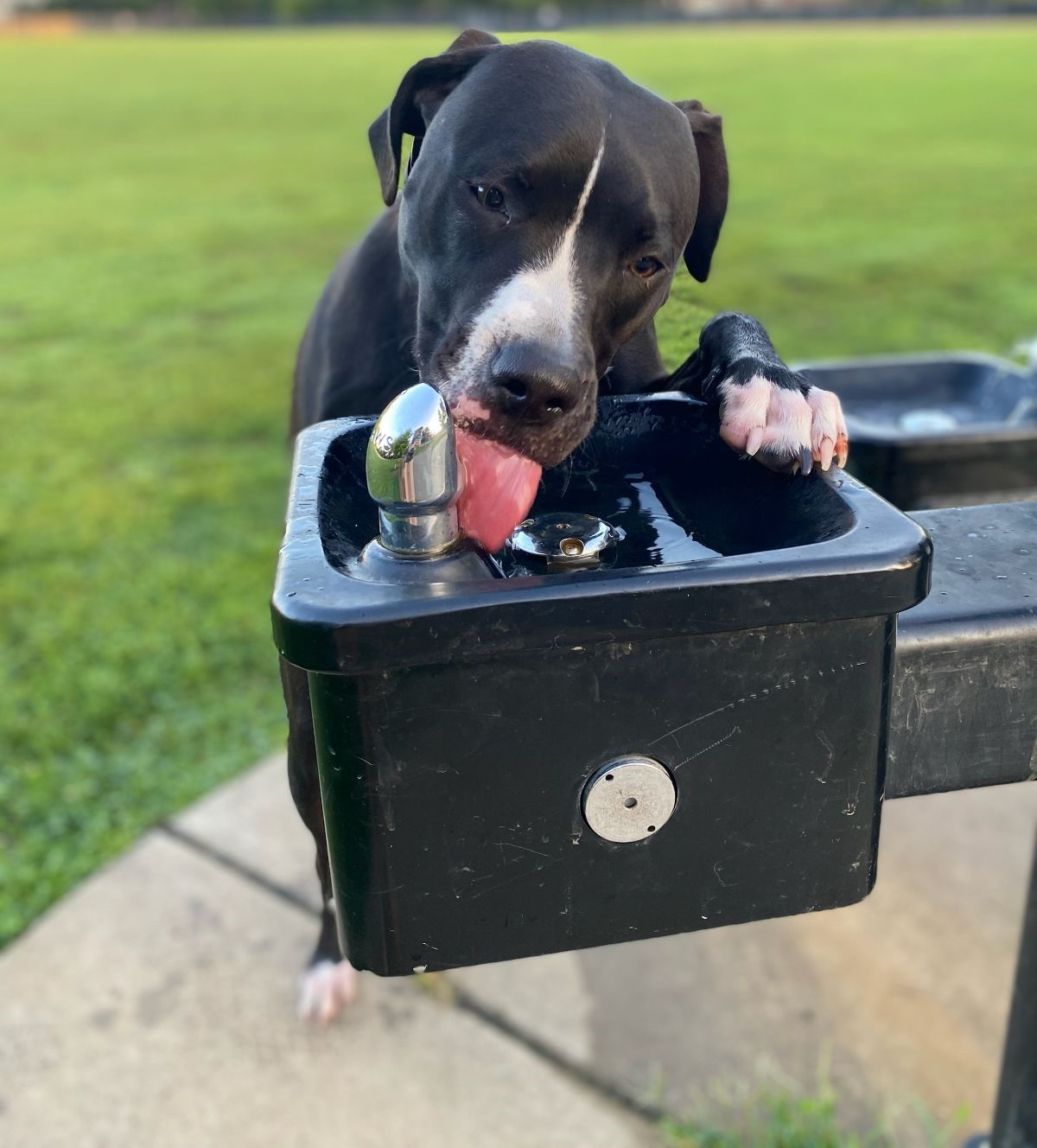 Enlarge Coal, a Adoptable mixed breed in Palatine, IL image 4/6