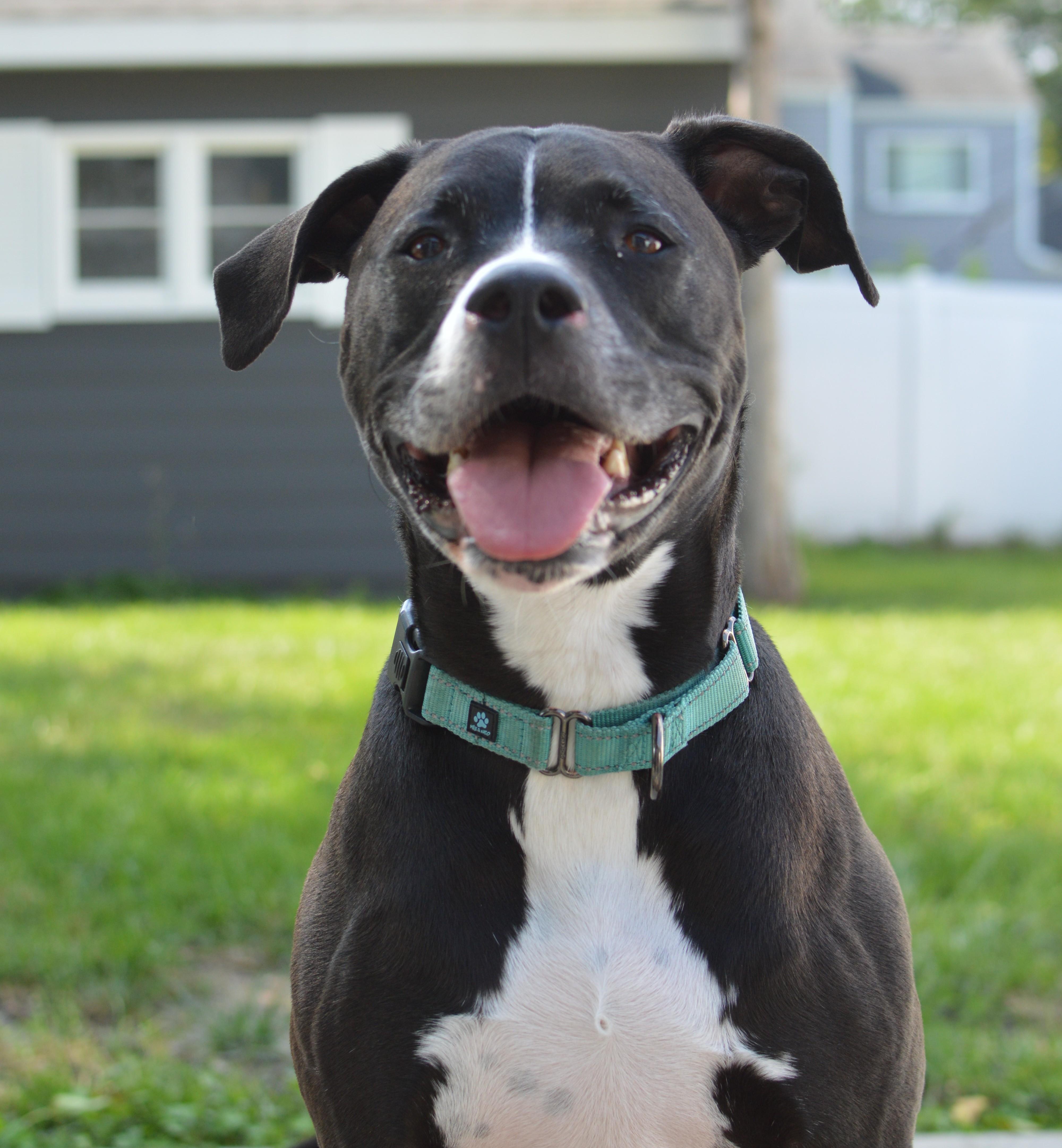 Enlarge Coal, a Adoptable mixed breed in Palatine, IL image 1/6