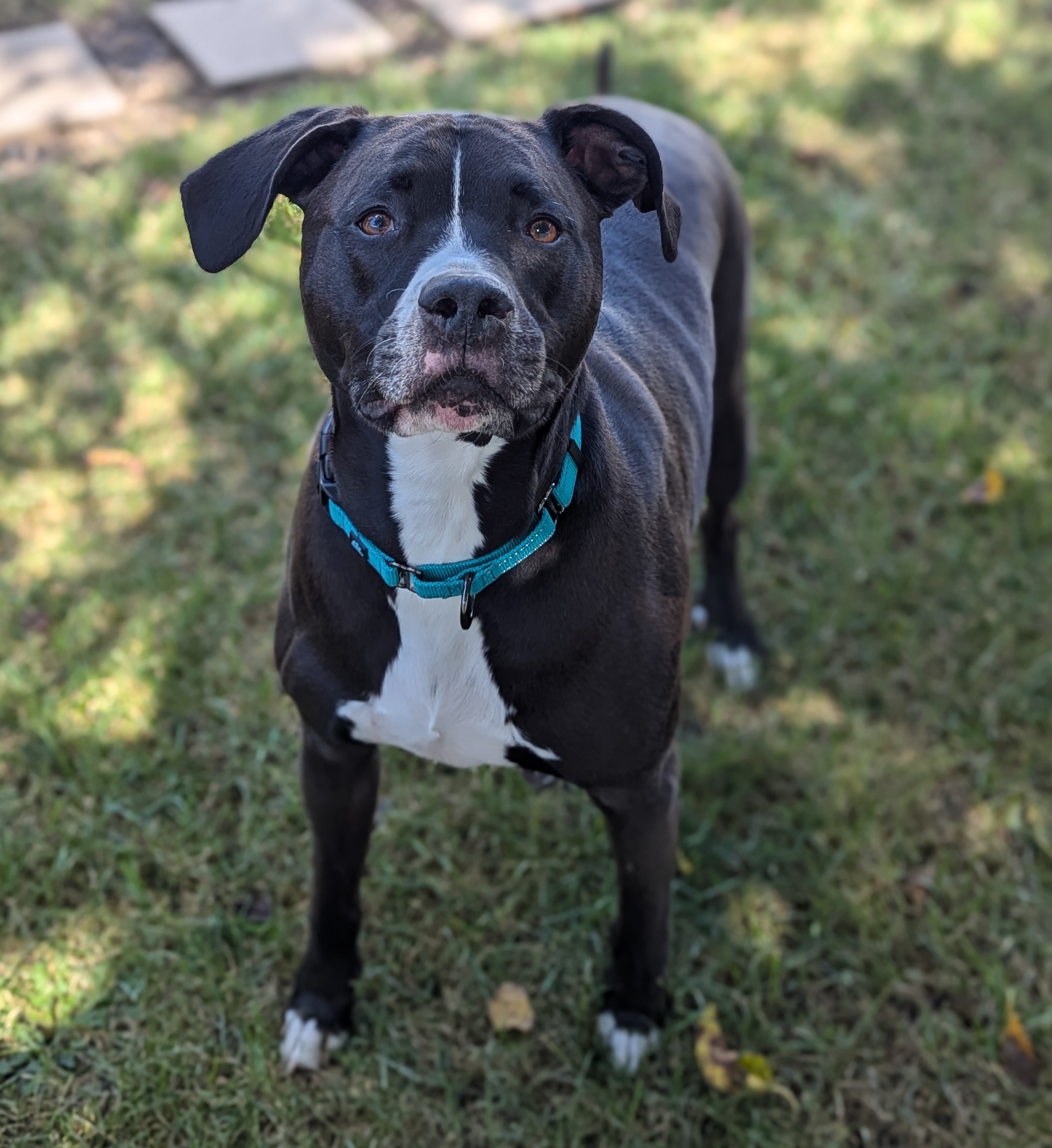 Enlarge Coal, a Adoptable mixed breed in Palatine, IL image 6/6