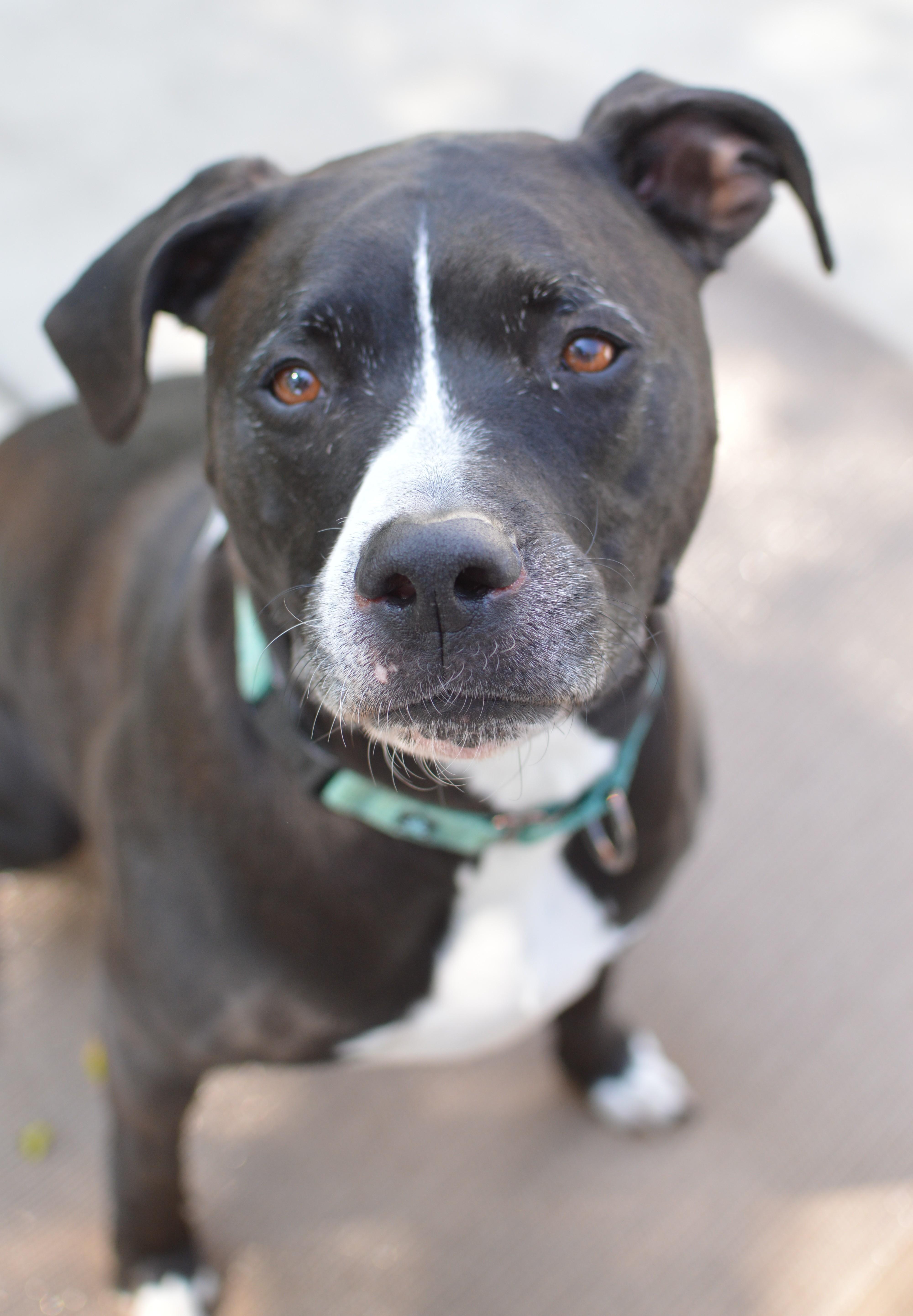 Coal, Adoptable, Adult Male Pit Bull Terrier & Mixed Breed.
