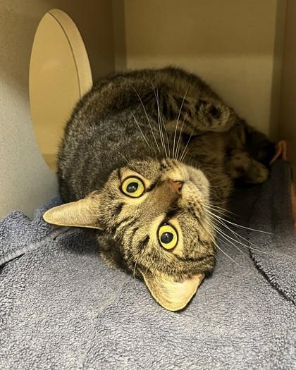 Noelle, Adoptable, Adult Female Domestic Short Hair & Domestic Short Hair.