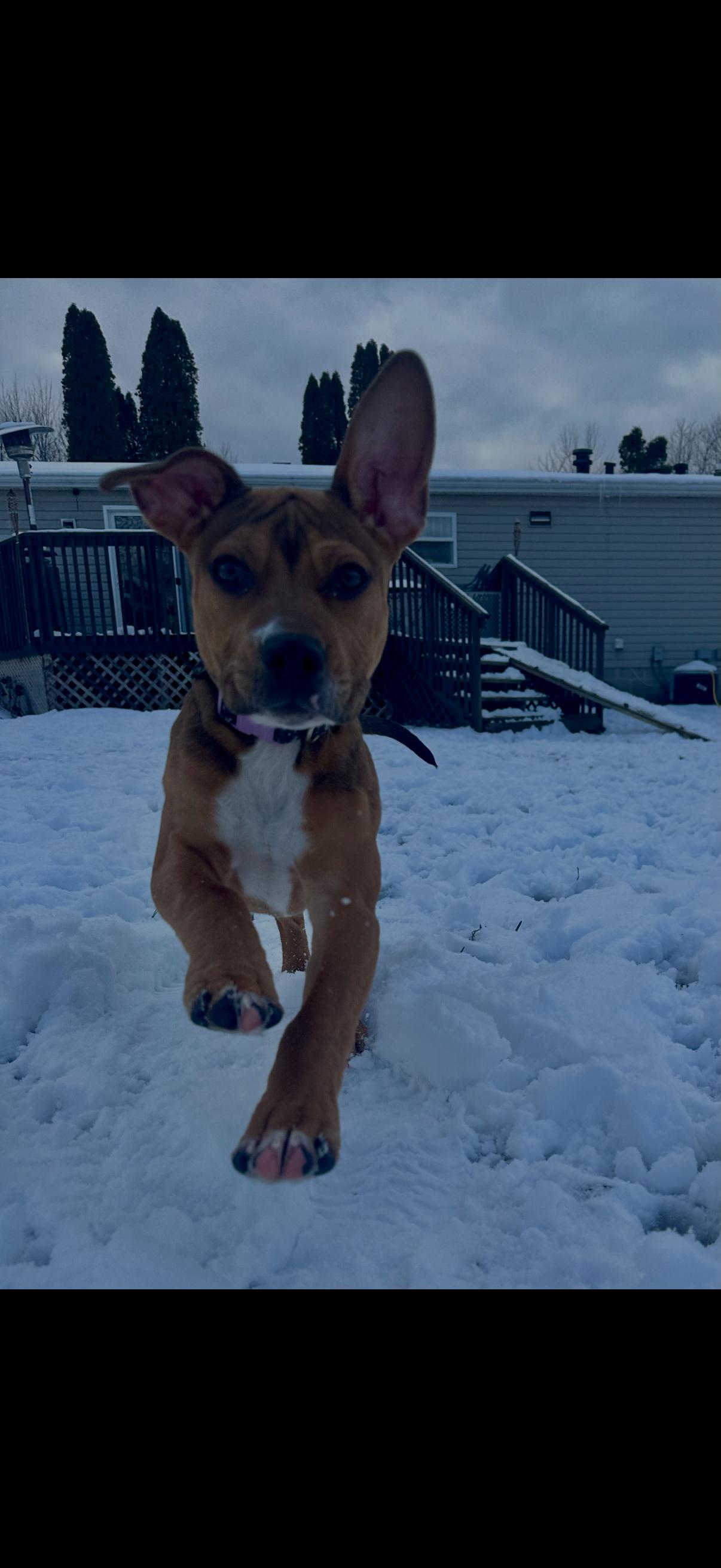 Enlarge Mia, a Adoptable mixed breed in CHURCHVILLE, NY image 2/4