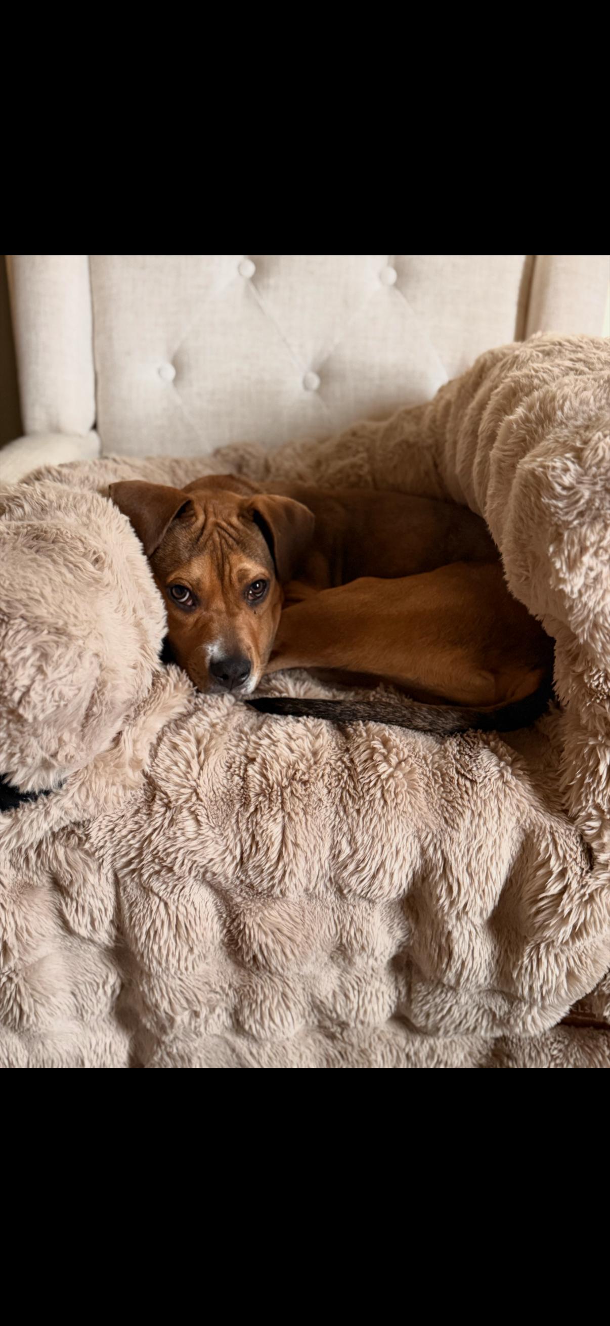 Enlarge Mia, a Adoptable mixed breed in CHURCHVILLE, NY image 4/4