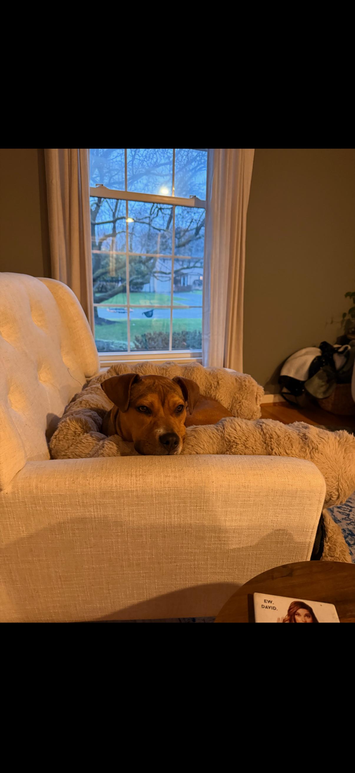 Enlarge Mia, a Adoptable mixed breed in CHURCHVILLE, NY image 3/4