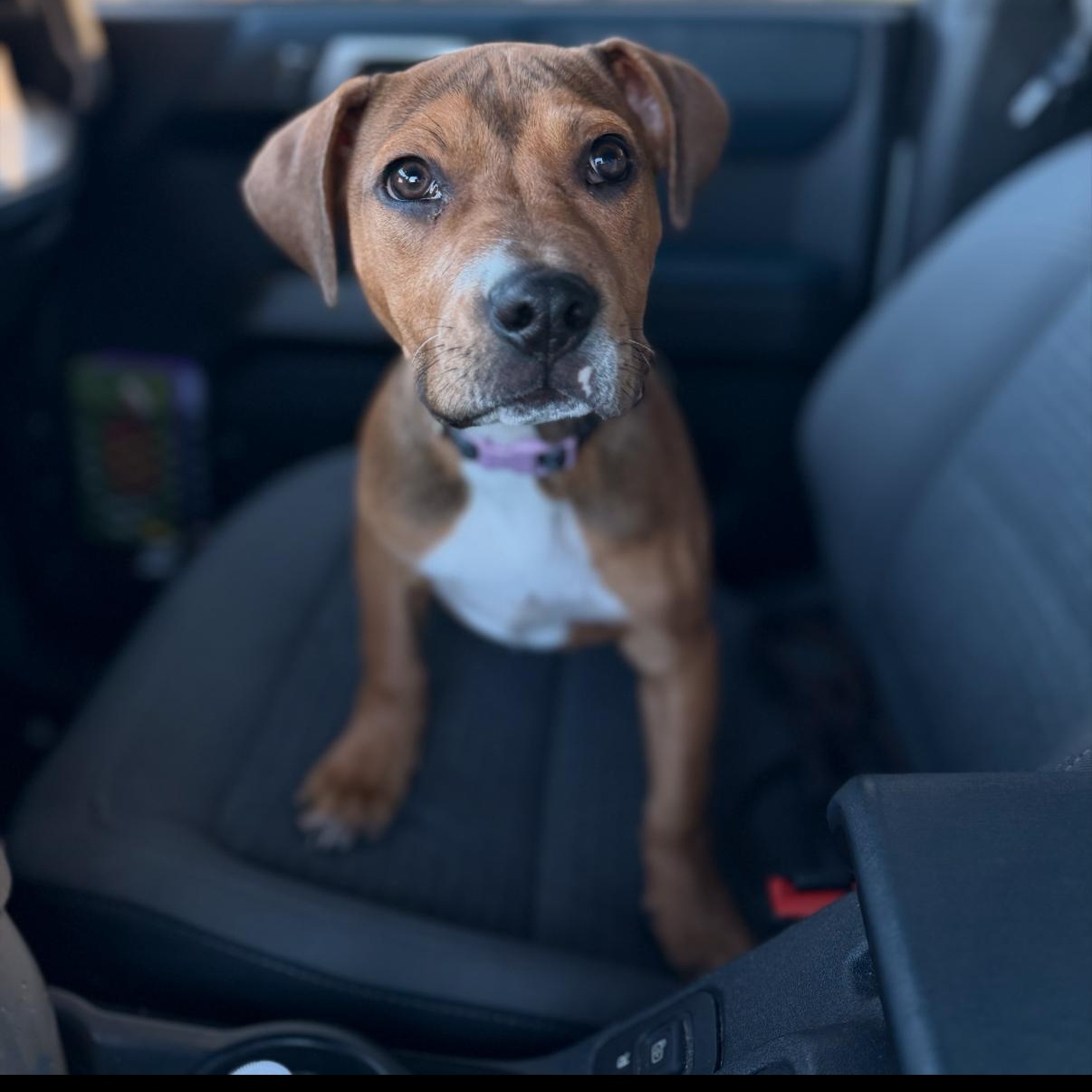 Mia, Adoptable, Puppy Female Hound.