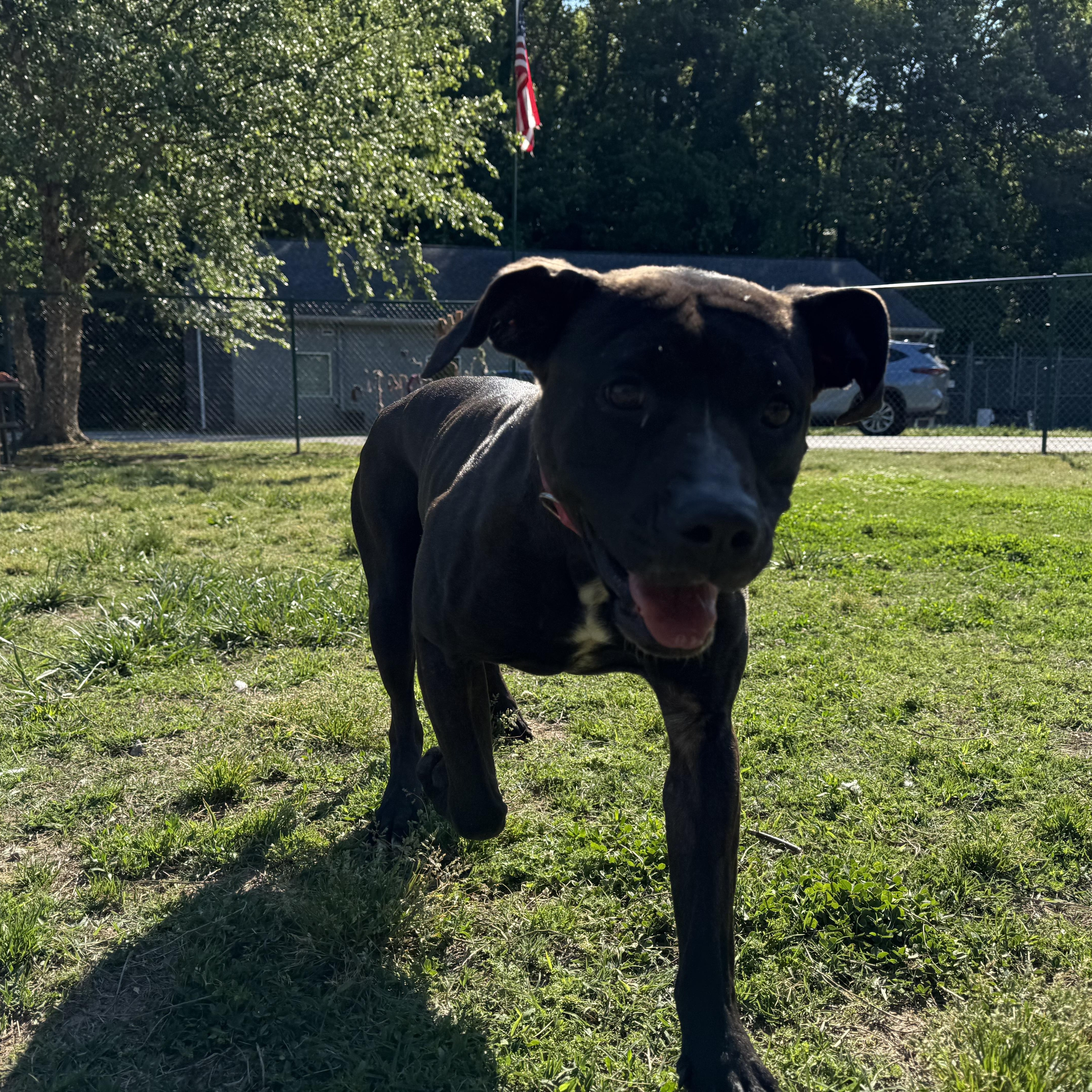 Wednesday, Adoptable, Young Female Black Labrador Retriever & Pit Bull Terrier.