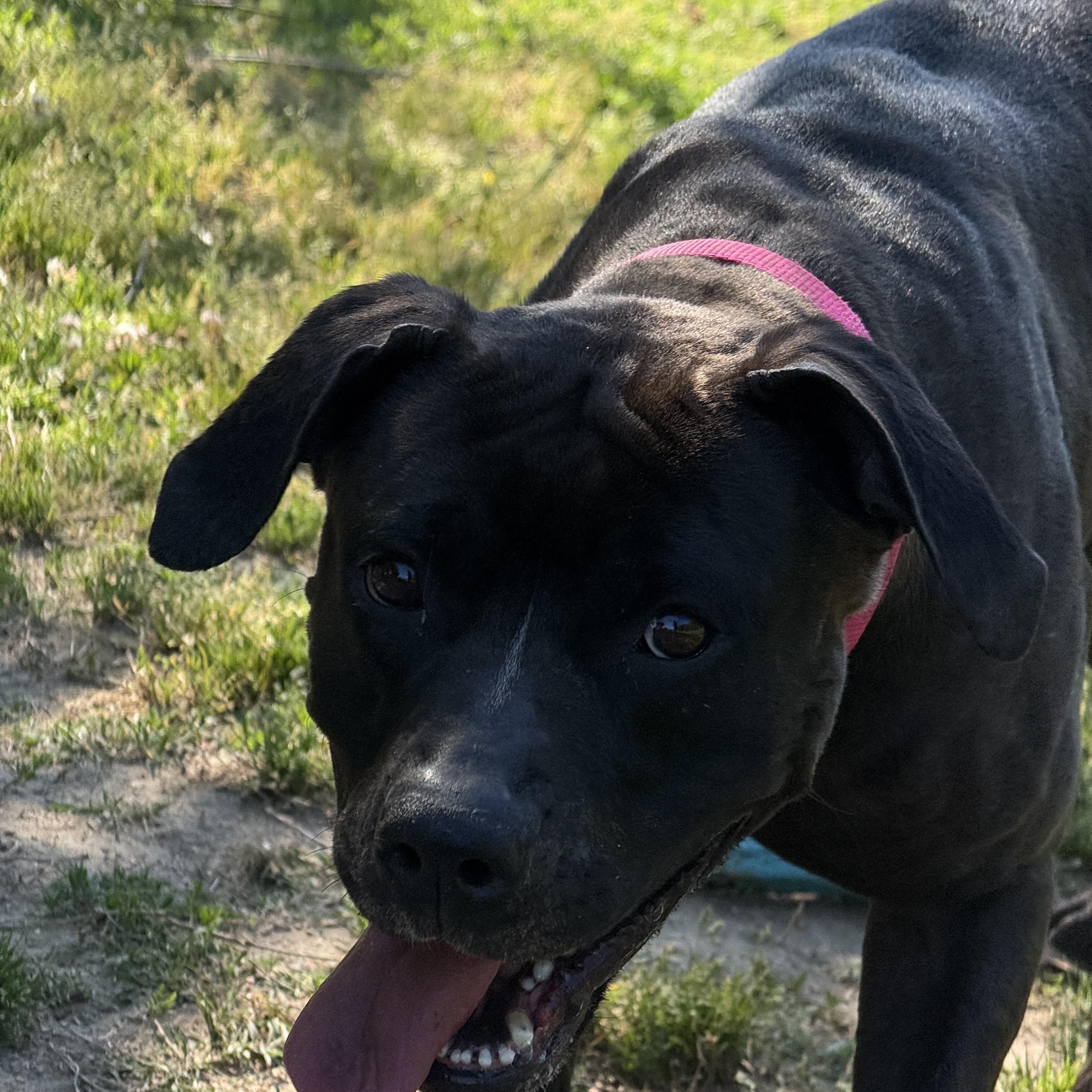Enlarge Wednesday, a Adoptable mixed breed in Saluda, VA image 2/5