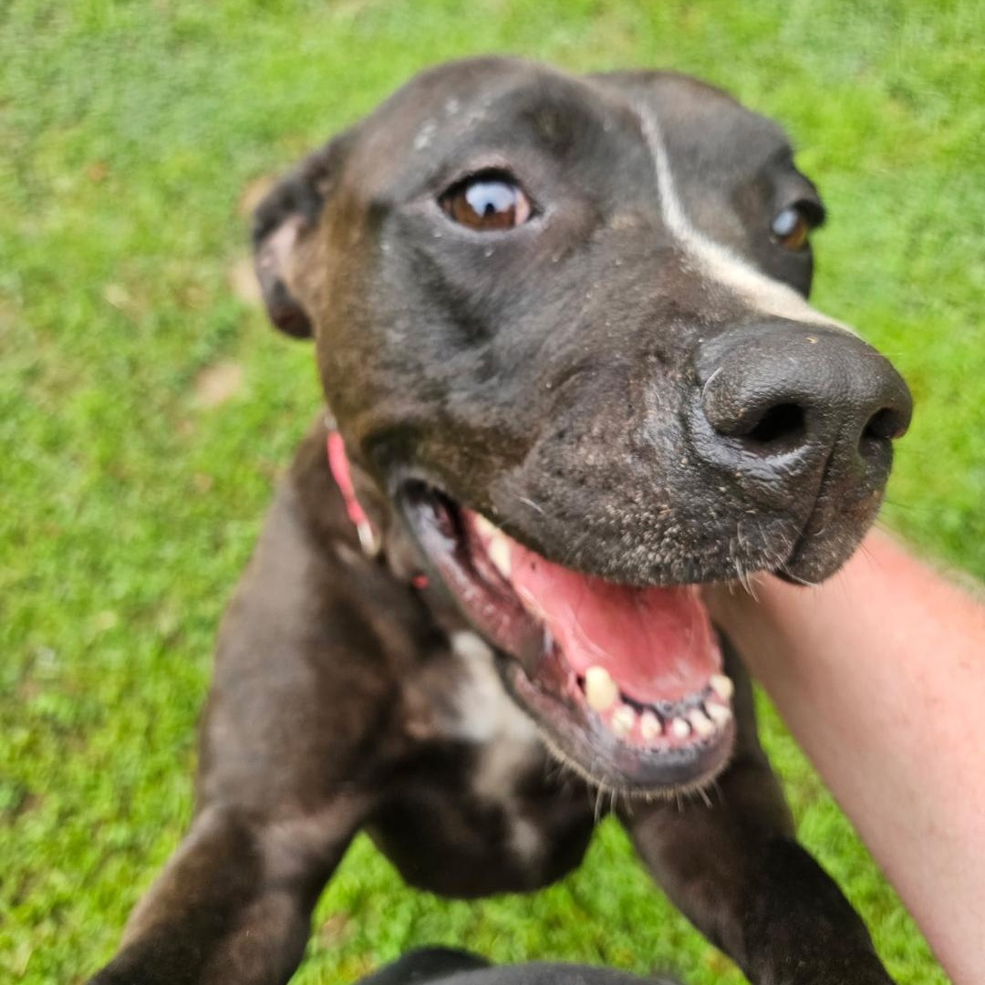 Wednesday, a Adoptable mixed breed in Saluda, VA image 3/6