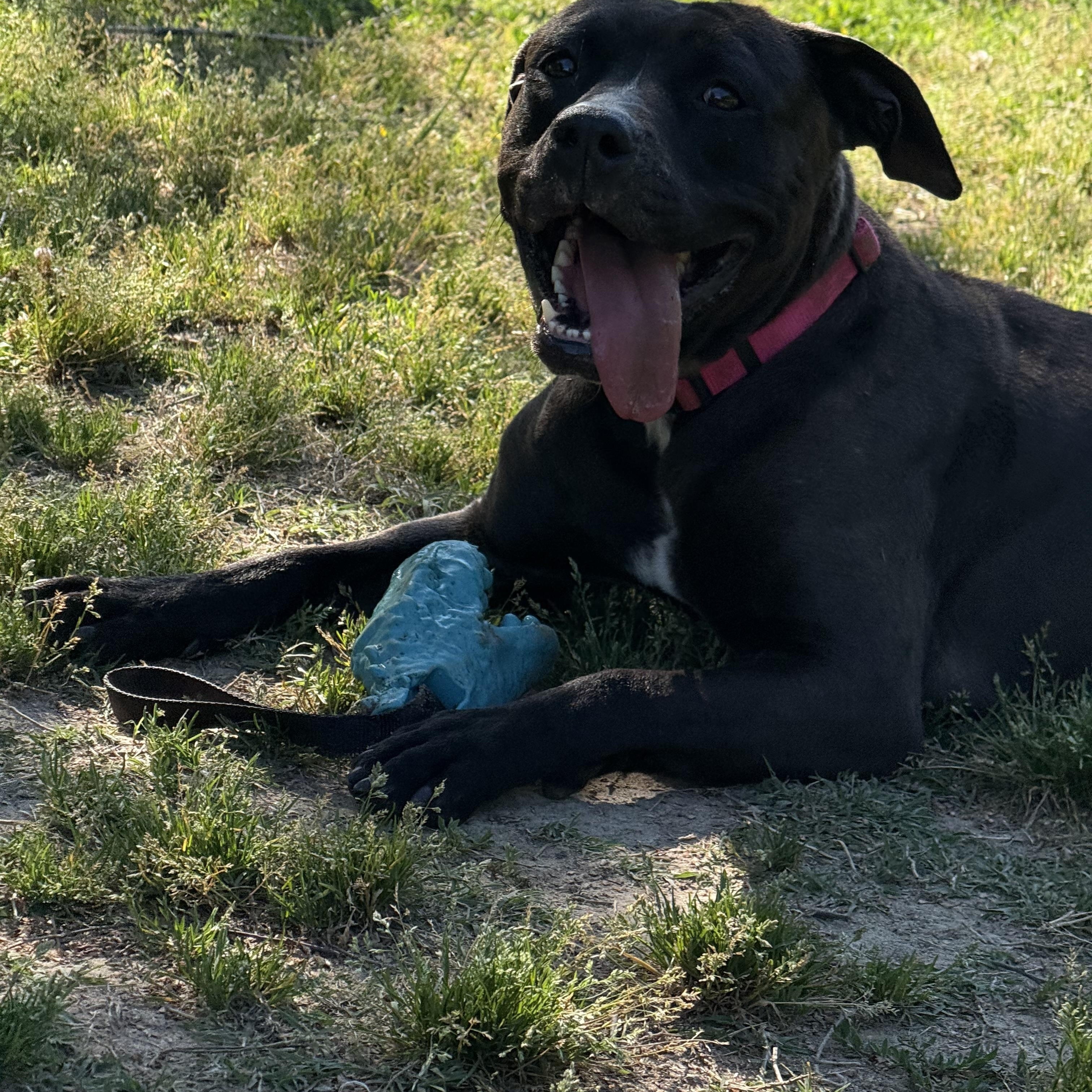 Enlarge Wednesday, a Adoptable mixed breed in Saluda, VA image 5/5