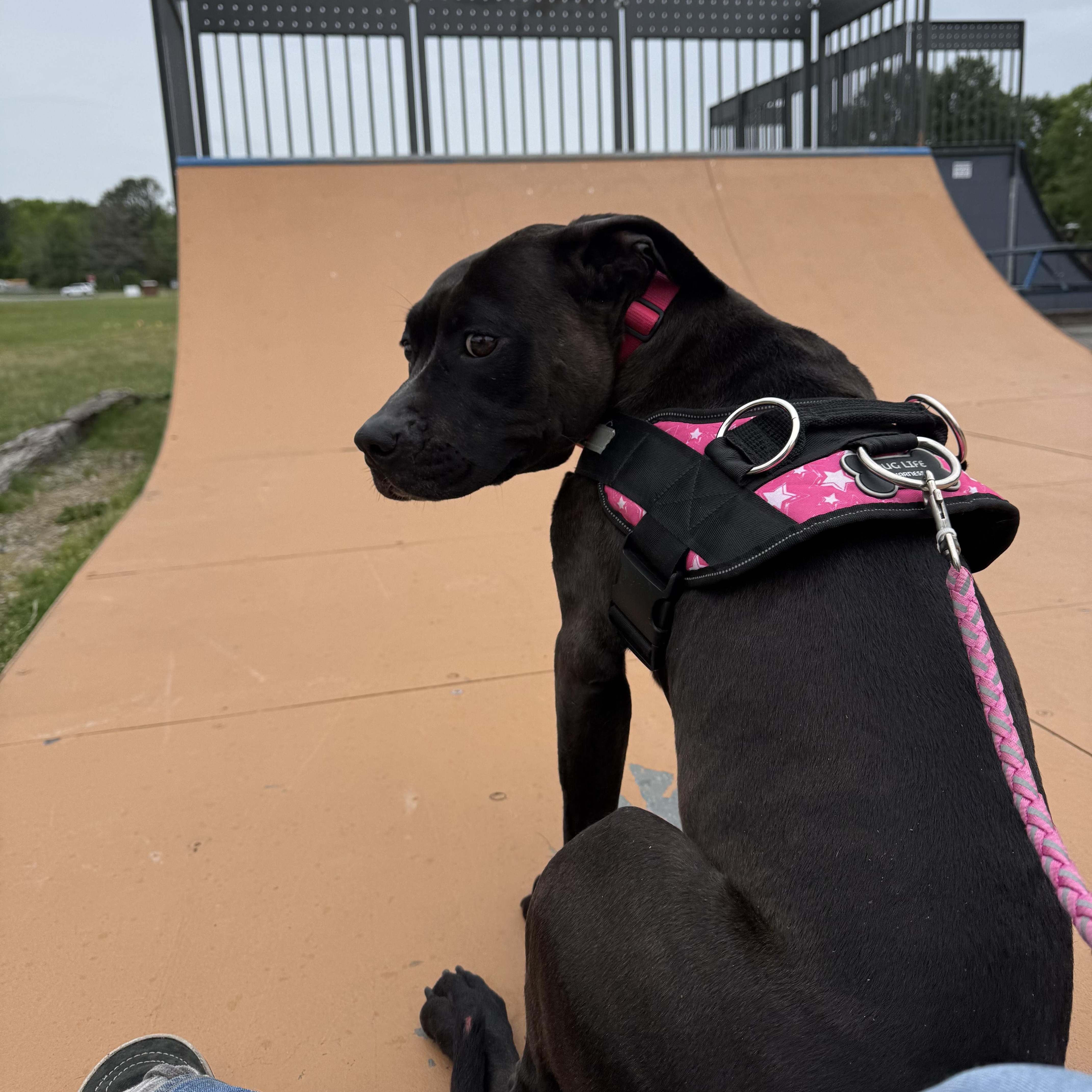 Enlarge Wednesday, a Adoptable mixed breed in Saluda, VA image 3/5