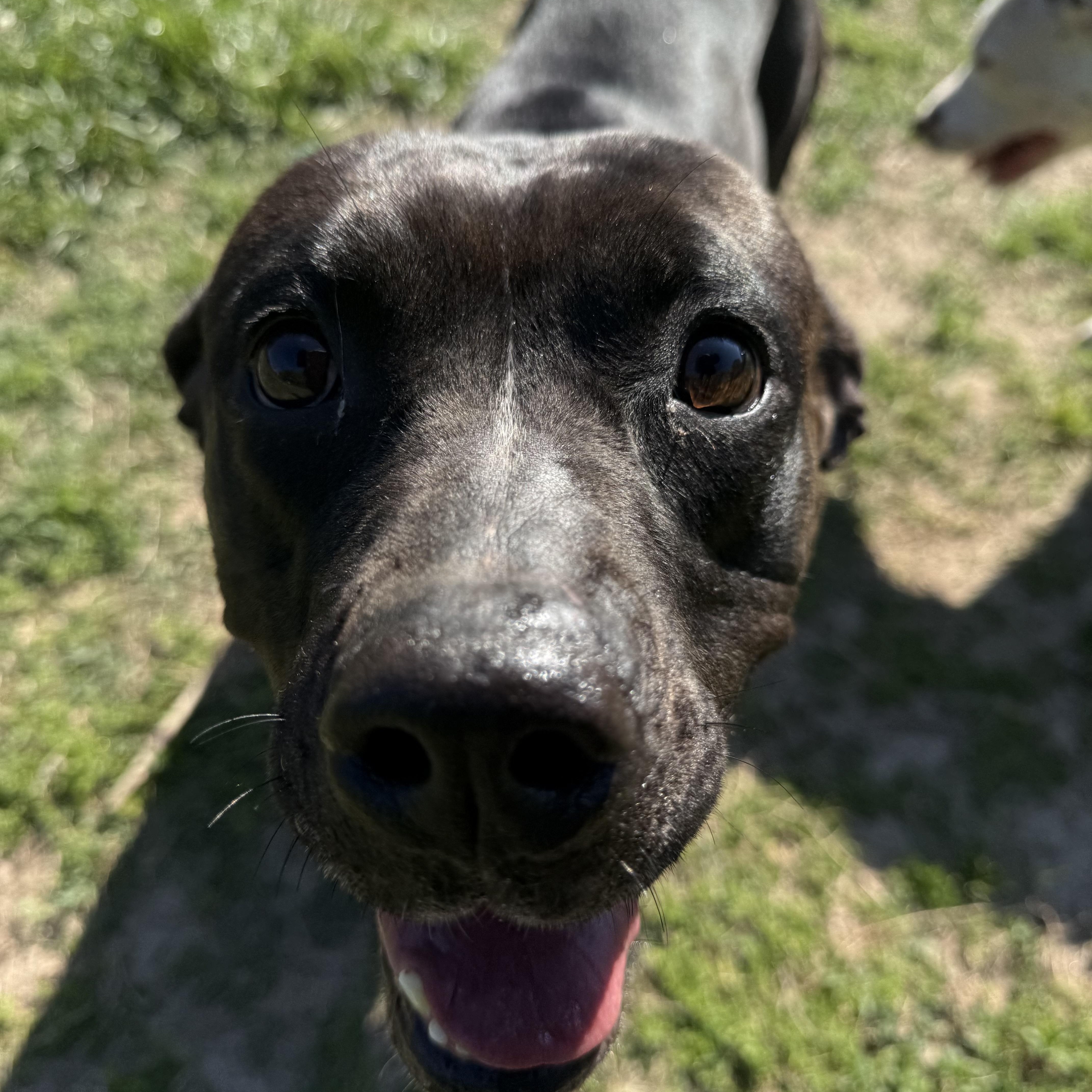 Enlarge Wednesday, a Adoptable mixed breed in Saluda, VA image 4/5