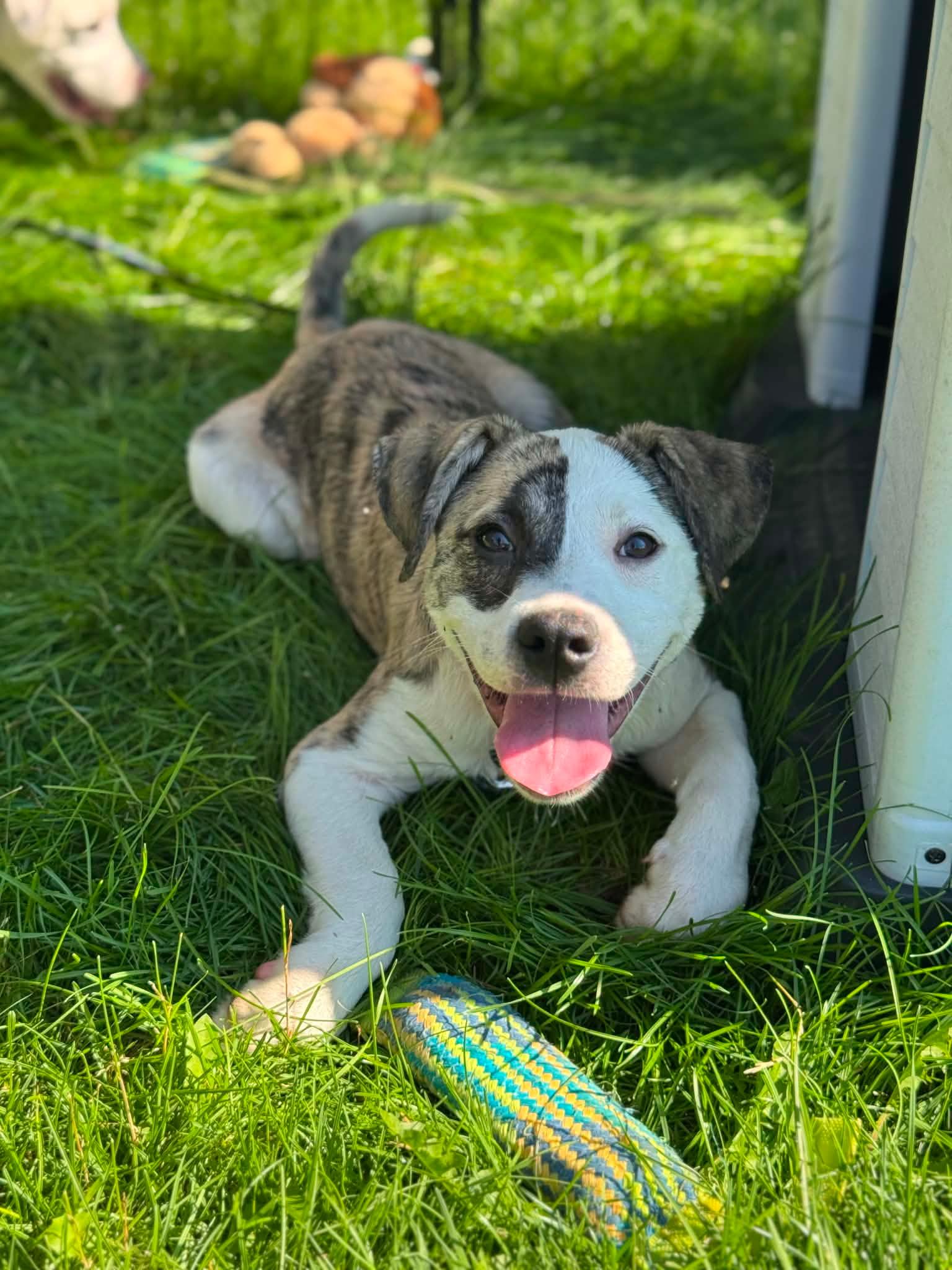 Rachel, an adopted mixed breed in Byron, IL image 2/5
