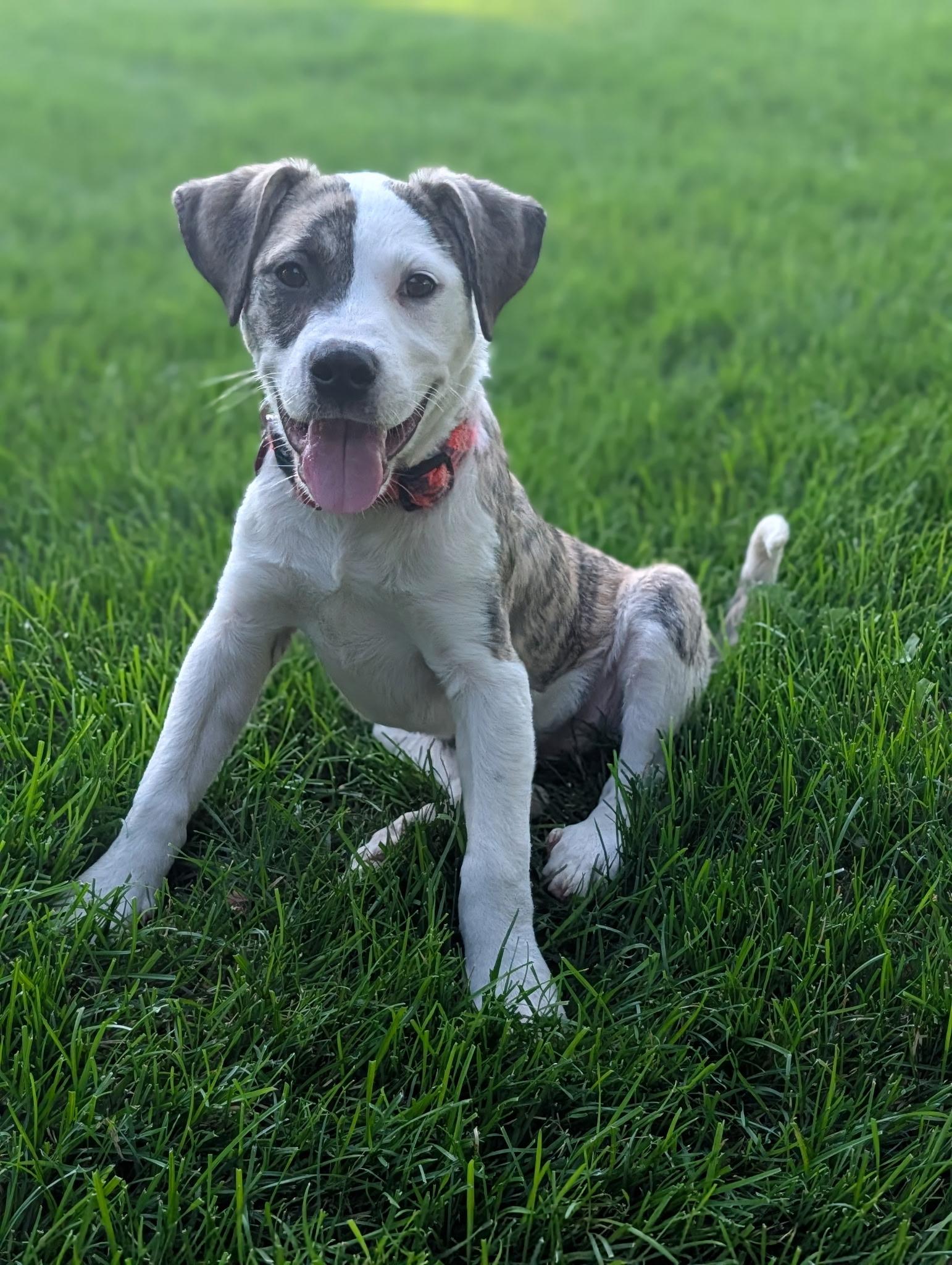 Rachel, an adopted mixed breed in Byron, IL image 4/5