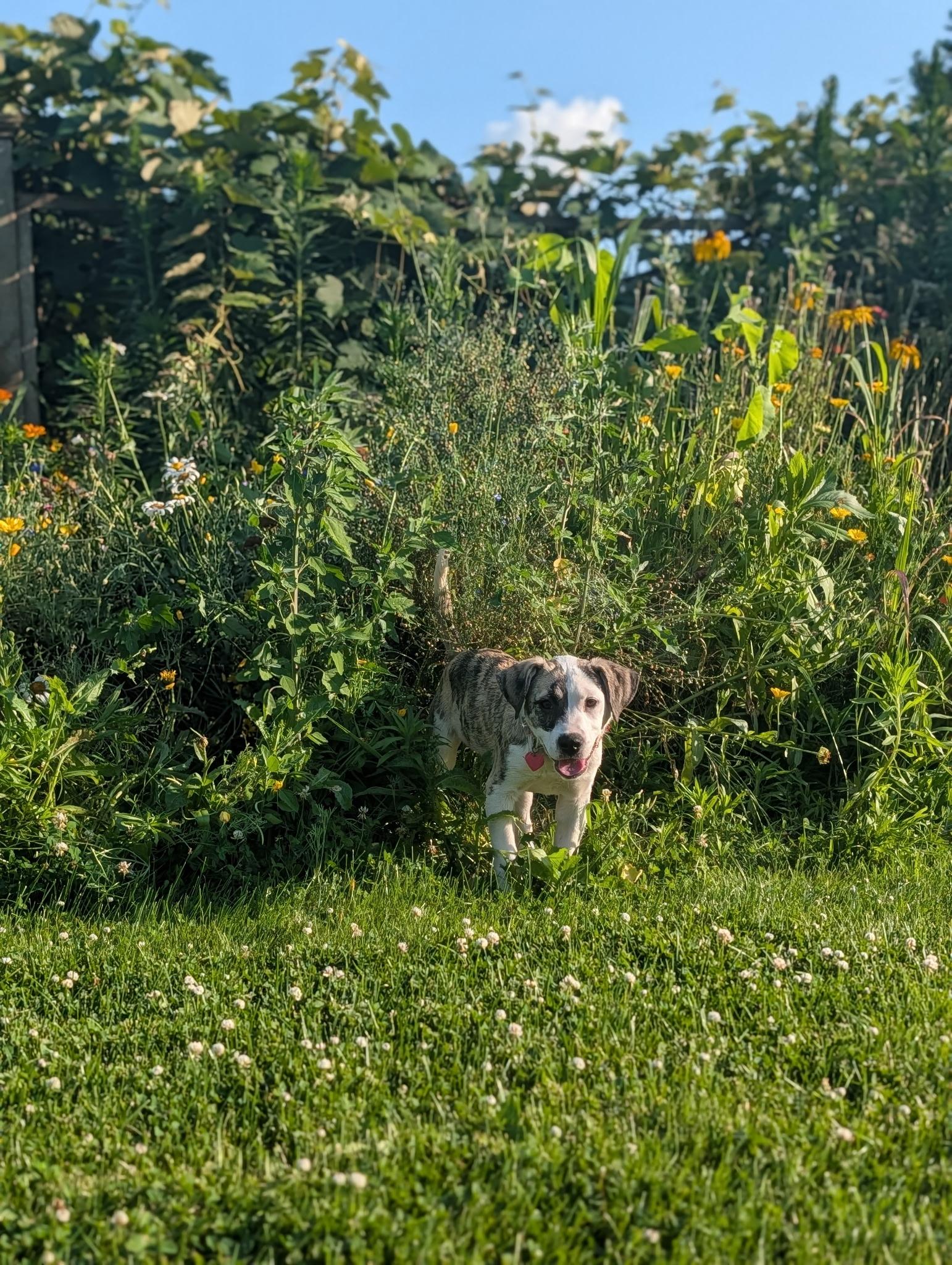 Rachel, an adopted mixed breed in Byron, IL image 5/5