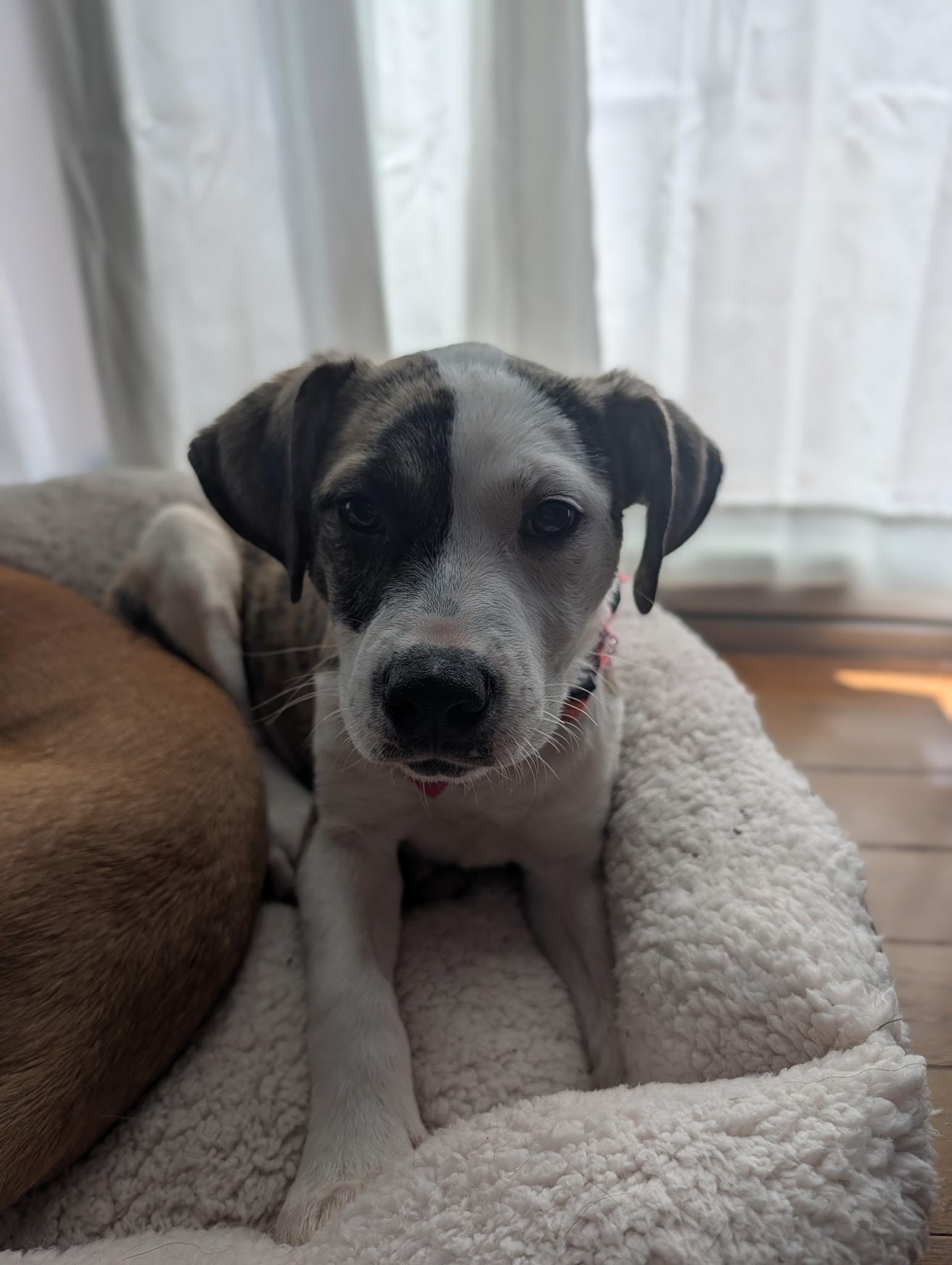 Rachel, adopted, Puppy Female Terrier.
