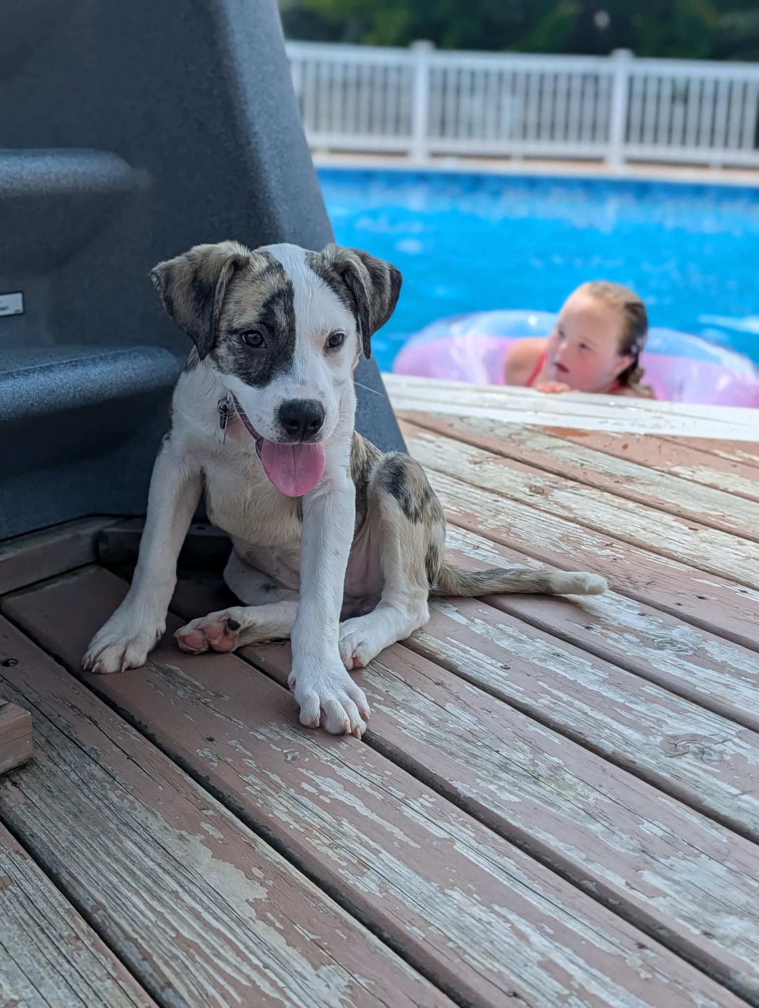 Rachel, an adopted mixed breed in Byron, IL image 3/5