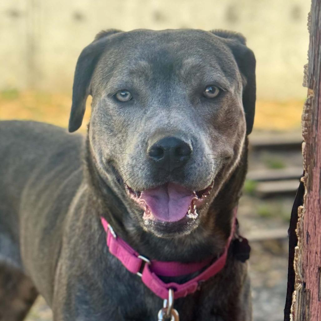 Starla, Adoptable, Adult Female Mixed Breed.