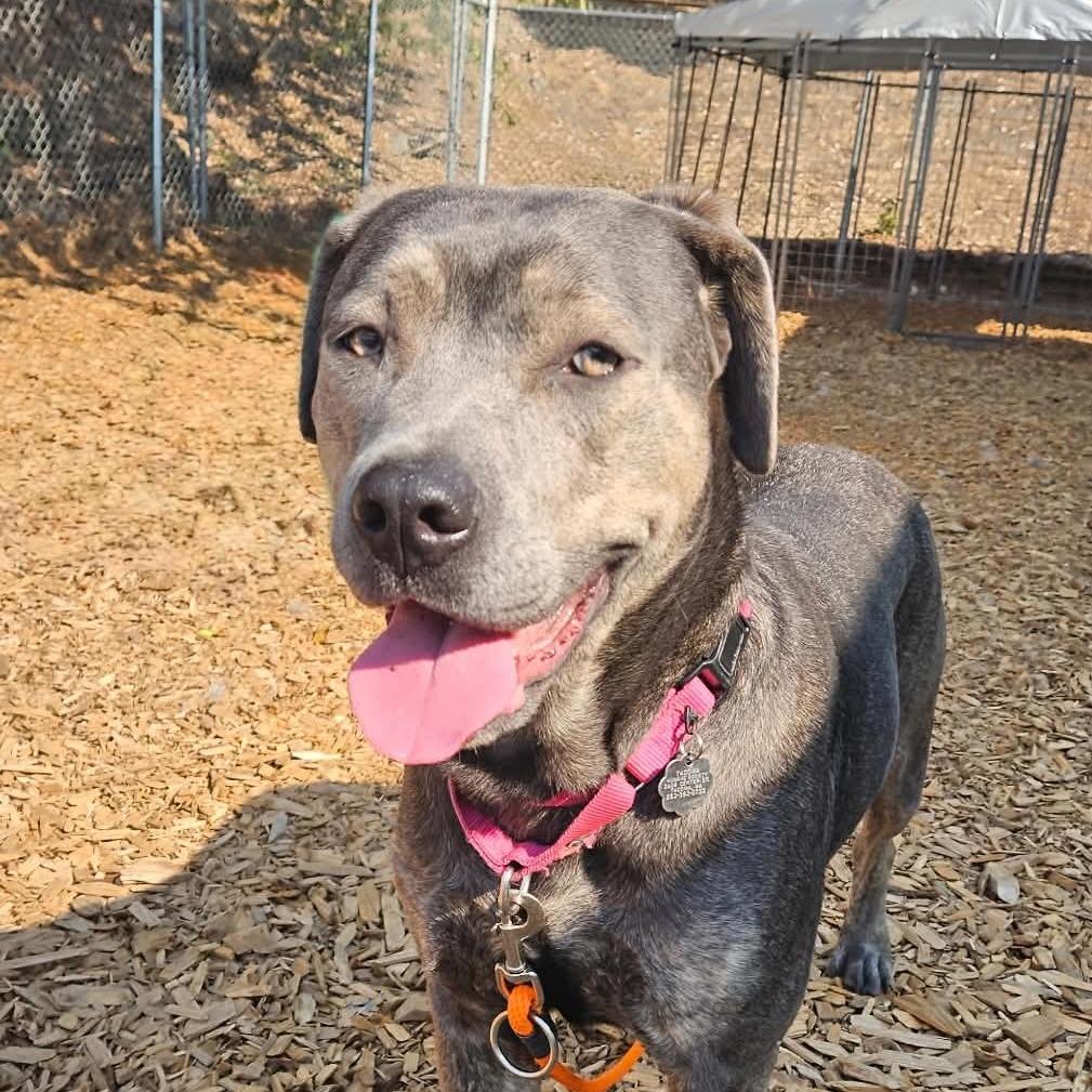 Enlarge Starla, a Adoptable Mixed Breed in Tacoma, WA image 2/2