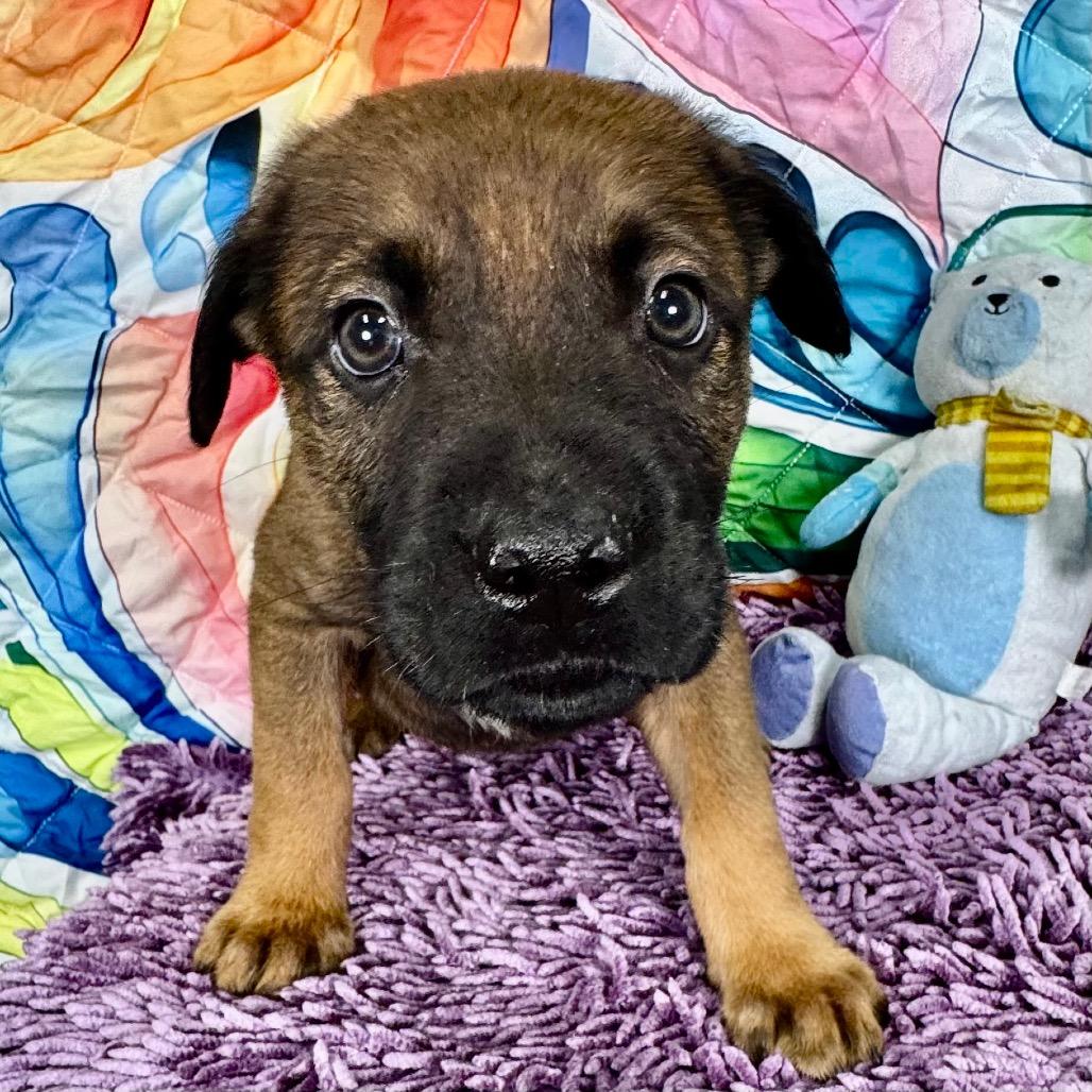 Enlarge Elm, a Adoptable mixed breed in Franklin, NC image 2/6