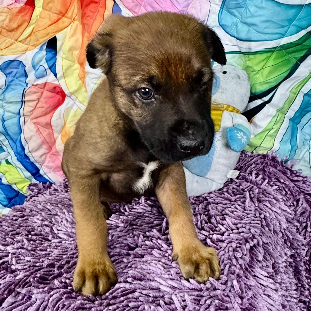 Enlarge Elm, a Adoptable mixed breed in Franklin, NC image 3/6