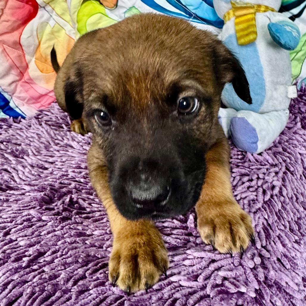 Enlarge Elm, a Adoptable mixed breed in Franklin, NC image 4/6