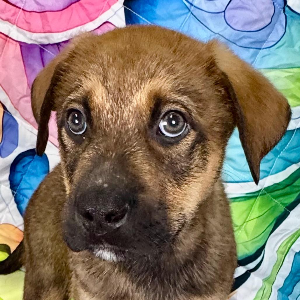 Enlarge Elm, a Adoptable mixed breed in Franklin, NC image 5/6