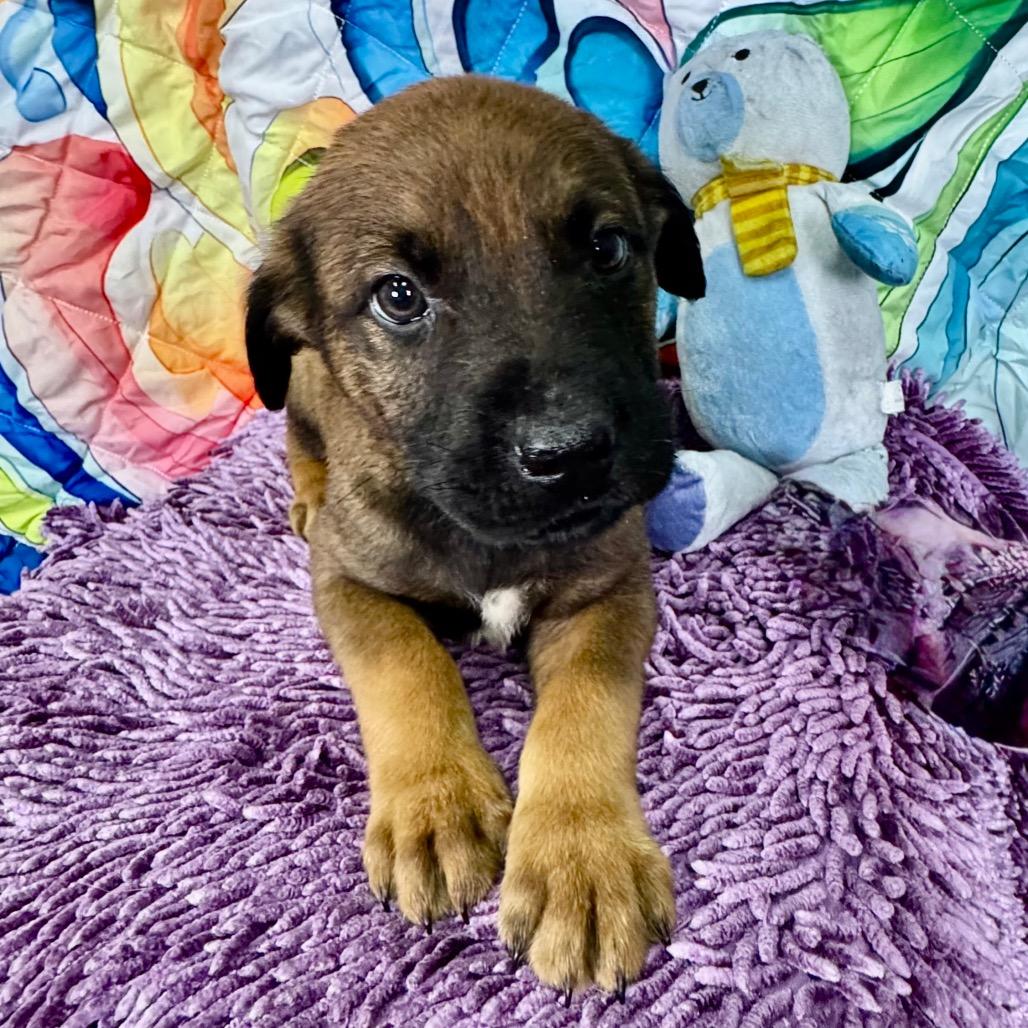 Enlarge Elm, a Adoptable mixed breed in Franklin, NC image 6/6