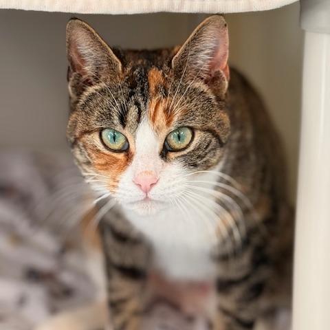 Melody, Adoptable, Adult Female Domestic Short Hair.