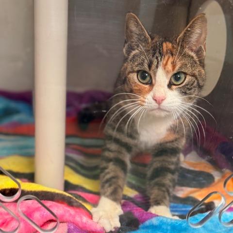 Enlarge Melody, a Adoptable Domestic Short Hair in New Fairfield, CT image 2/6