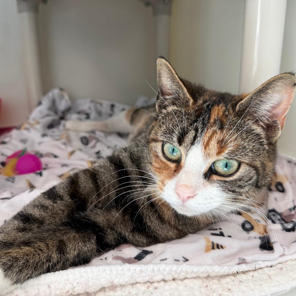 Enlarge Melody, a Adoptable Domestic Short Hair in New Fairfield, CT image 3/6